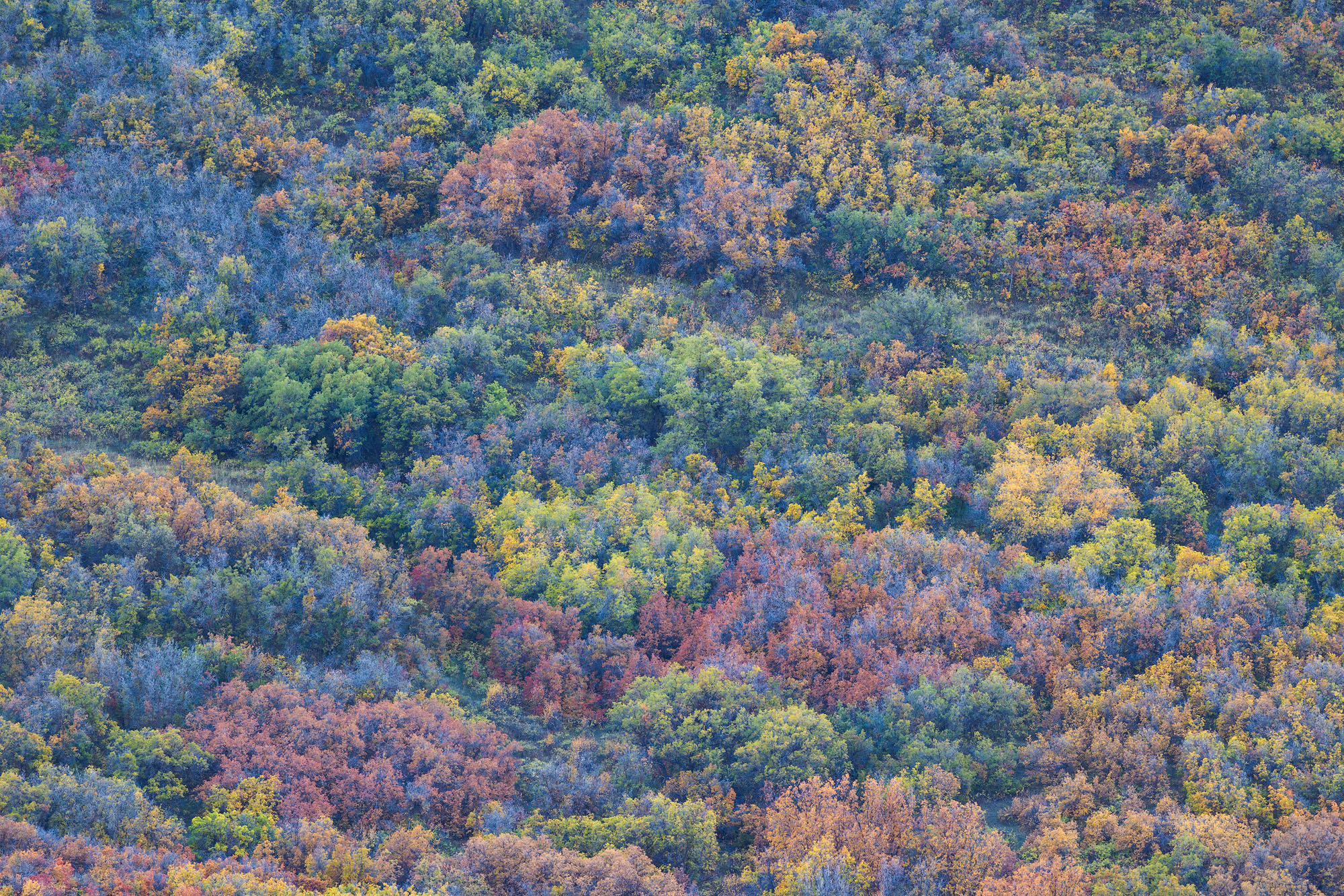 Colorful Tapestry of Oaks A colorful mix of gambel oak trees on a steep hillside. Southwestern Colorado.