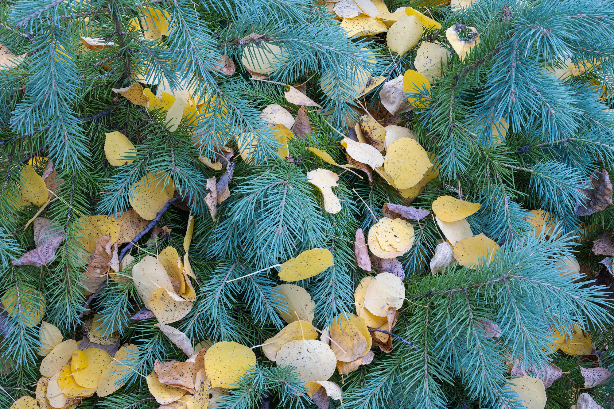 Fallen aspen leaves at rest on a spruce tree. Southwestern Colorado.