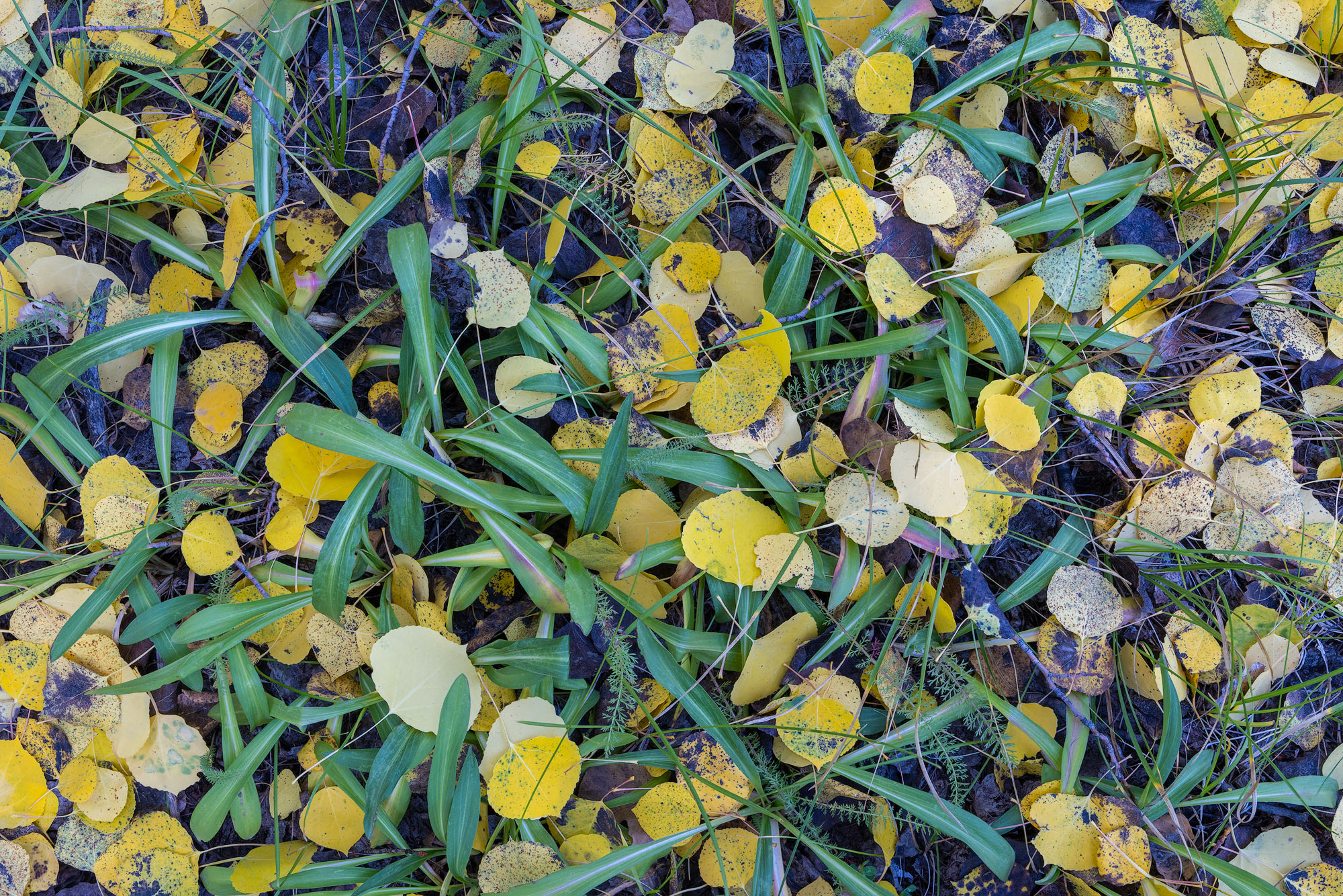 Forest Floor Mix in Autumn Autumn aspen leaves, grasses, and green leaves gather together on the forest floor. Southwestern Colorado.