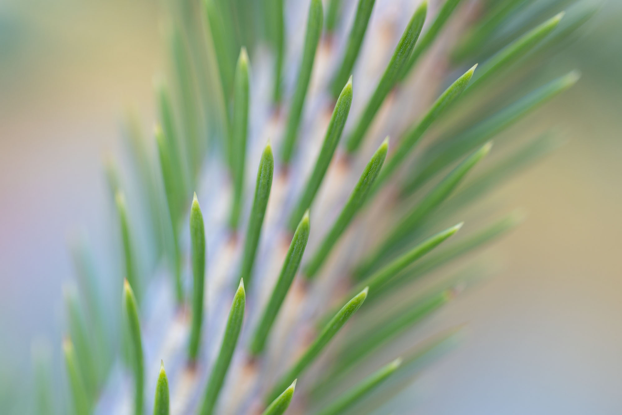 Spruce Tips An up-close view of spruce needles. Southwestern Colorado.