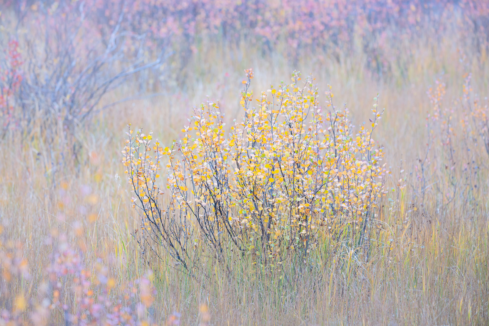 Little Birches in Autumn A subalpine meadow dotted with autumnal dwarf birches and grasses in southwestern Colorado.