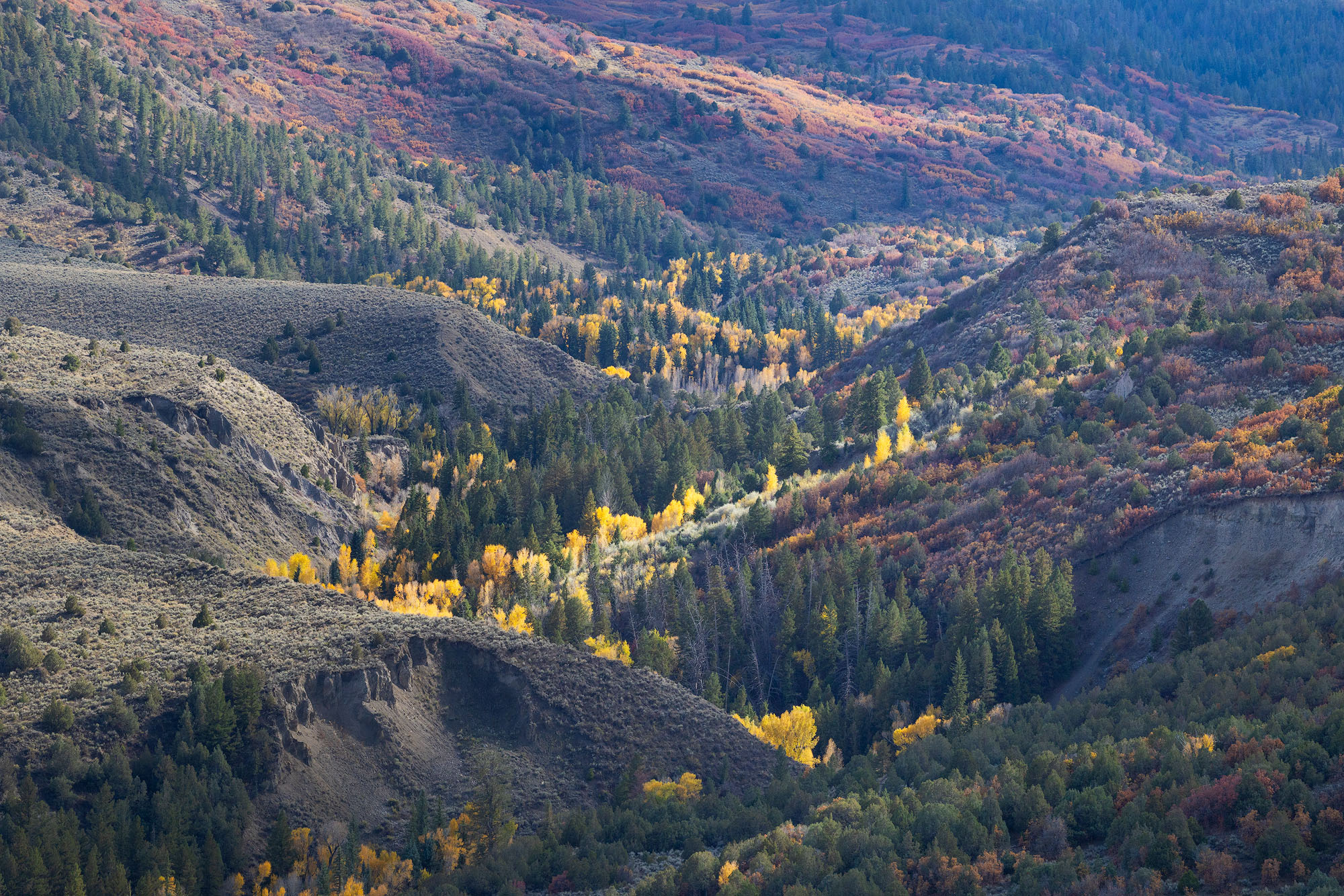 Cottonwood Canyon Autumnal cottonwood trees at the bottom of a river corridor, ringed by sage and oak-covered hills. San Juan Mountains, Colorado...