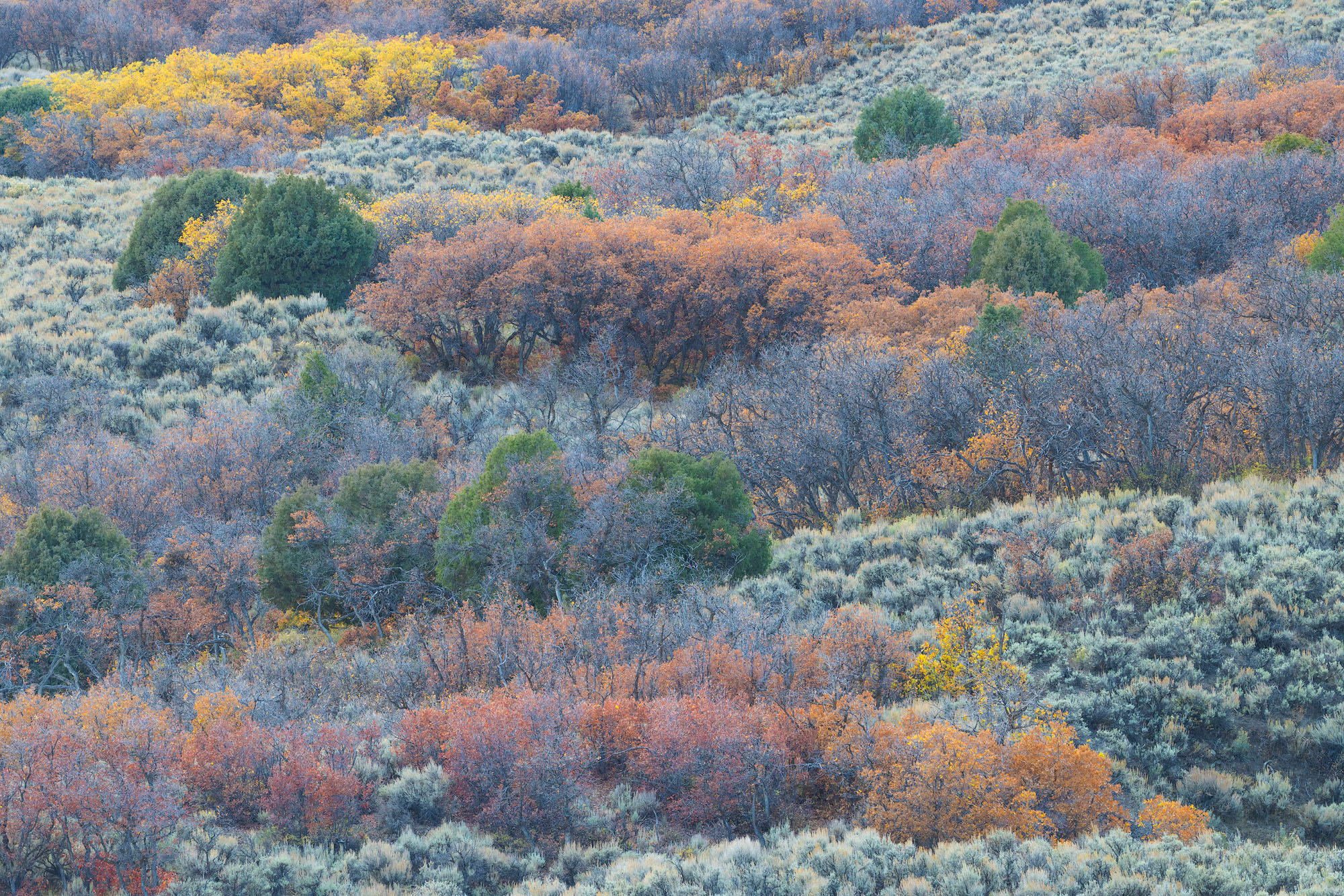 Sage, Gambel oaks, and junipers in autumn. Southwestern Colorado.