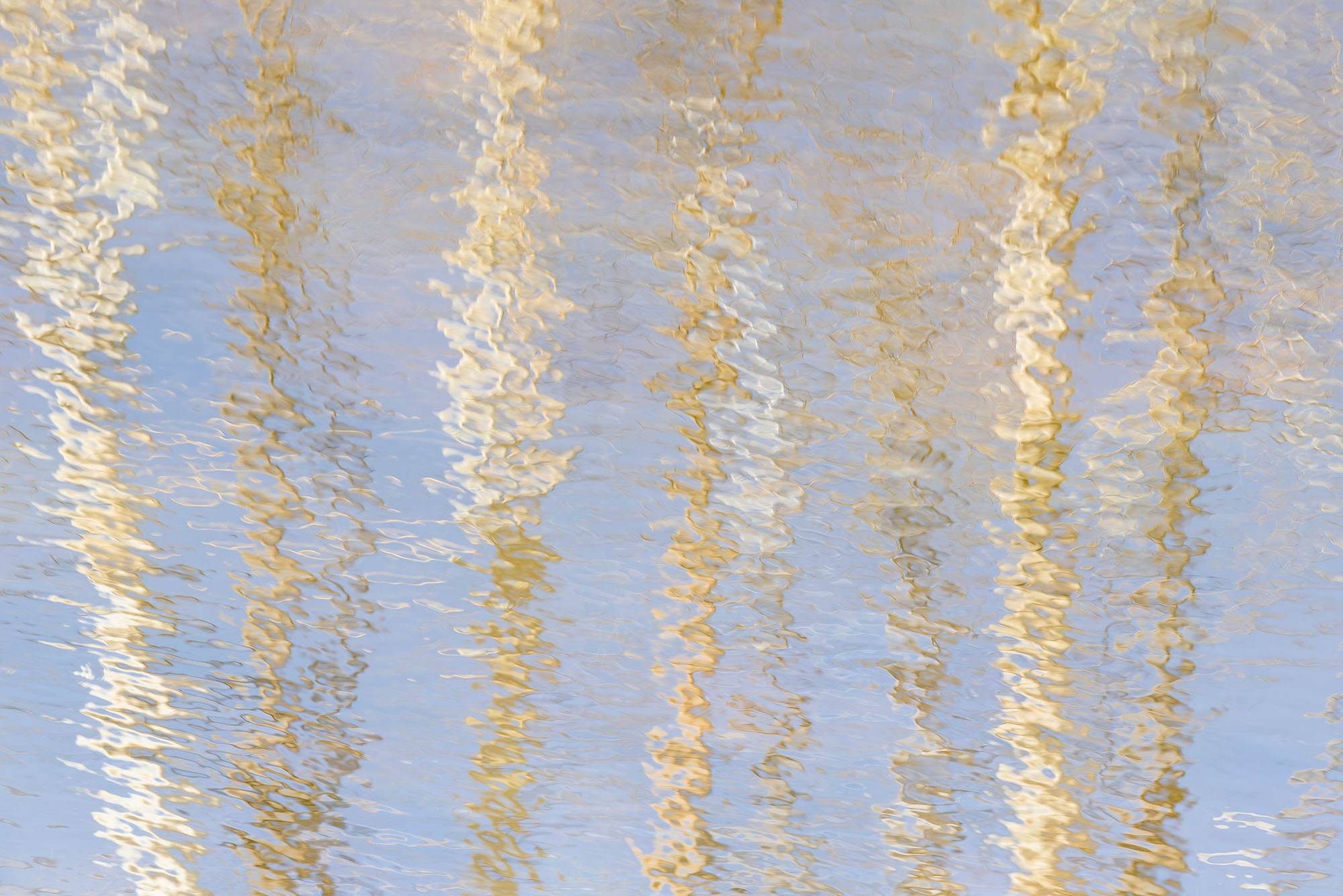 Aspen Tree Reflections Aspen trunks reflect in a small pond in southwestern Colorado.