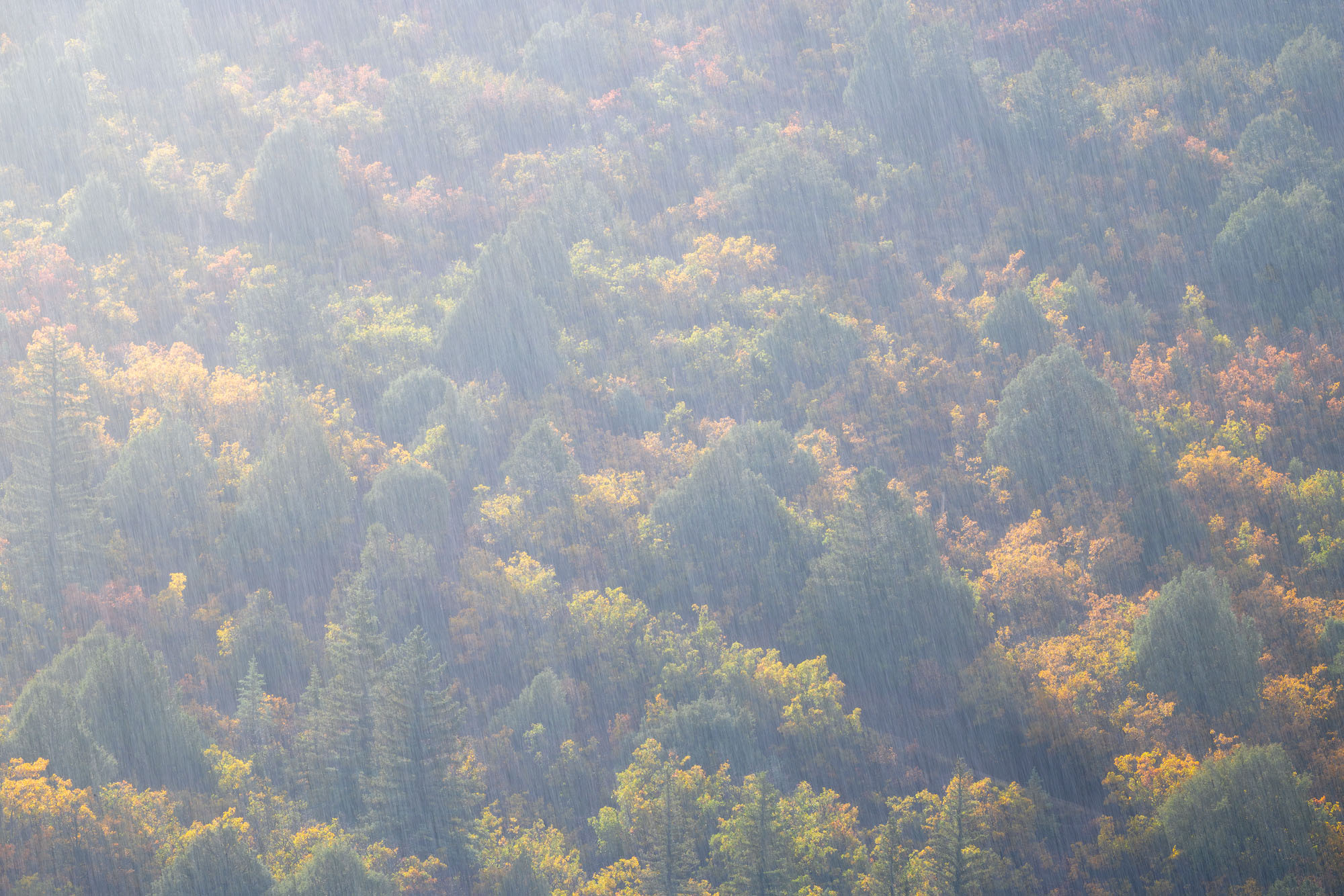 Sunlit Rain Over Oaks and Pines Sunlit rain falls over pines, gambel oaks, and junipers in autumn. Southwestern Colorado.