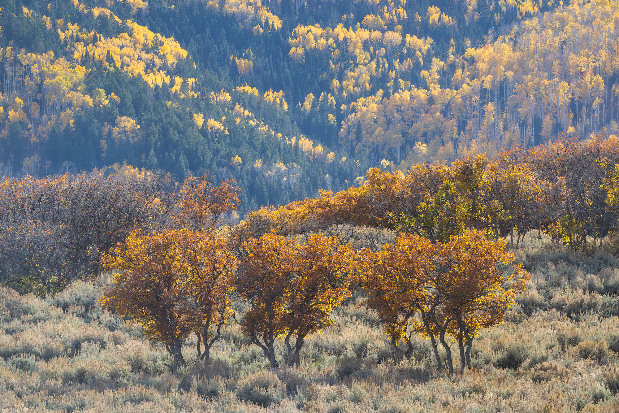 Oaks and Aspens Bright afternoon light illuminates this patch of Gambel oak trees in southwestern Colorado.