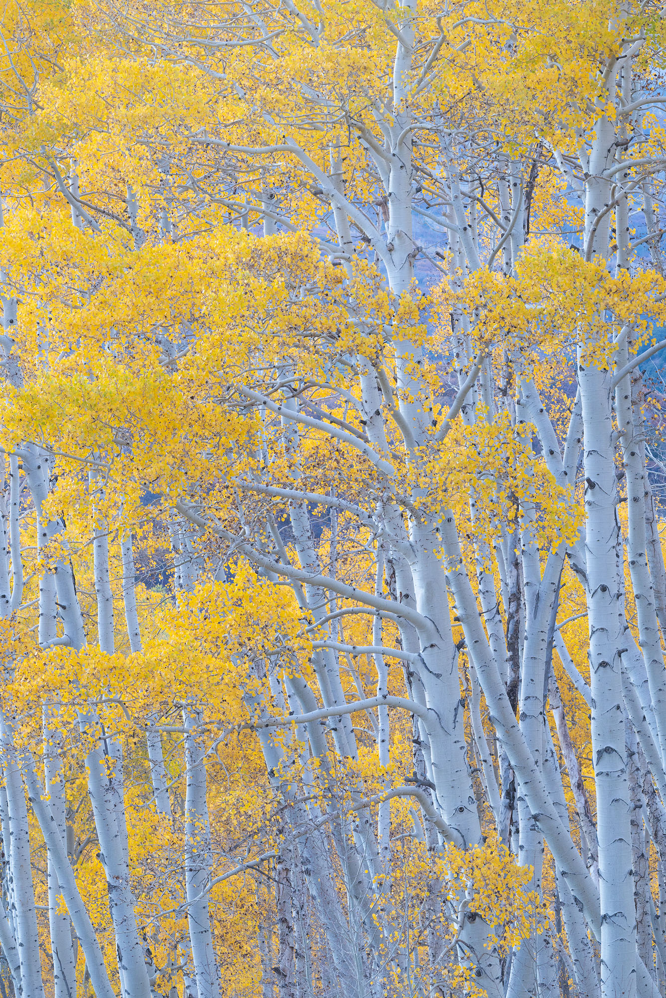 Old Grove of Aspens A very old grove of tall aspens in autumn. Southwestern Colorado.