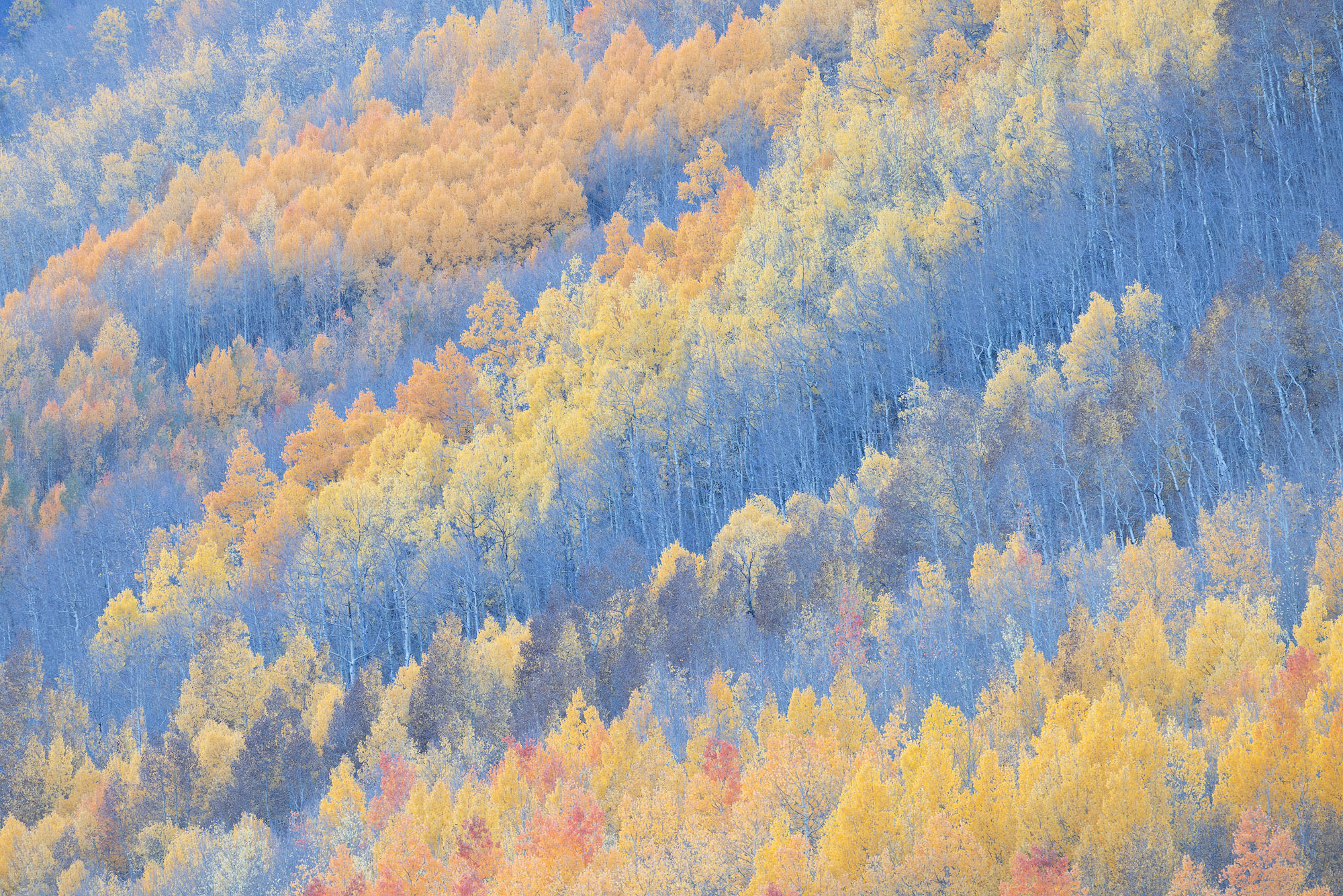 Almost Empties A fading autumn hillside of aspen trees. Southwestern Colorado.