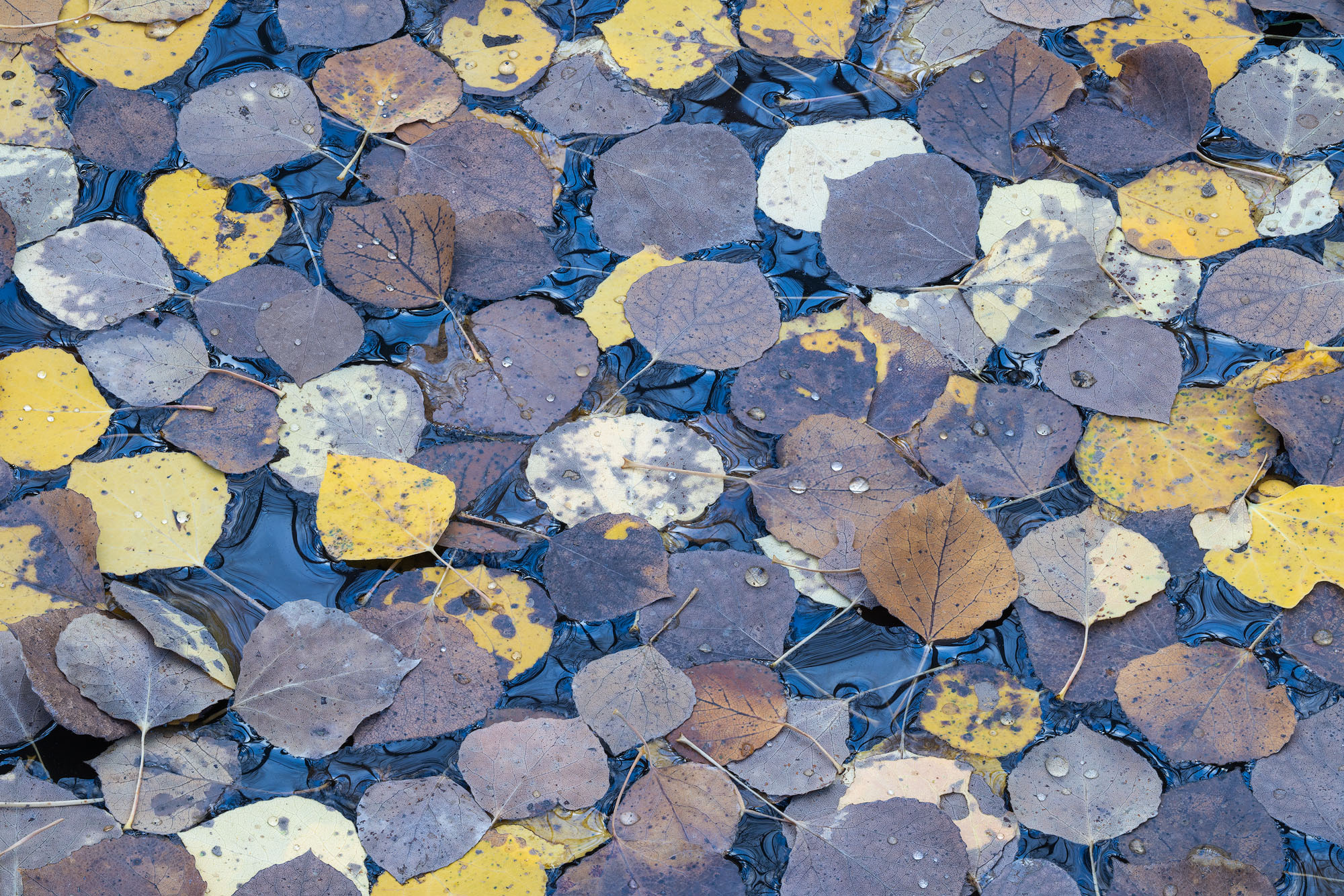 Rain-Covered Aspen Leaves at Rest Frost-bitten aspen leaves float in a small pool of rainwater on the forest floor at the end of autumn.