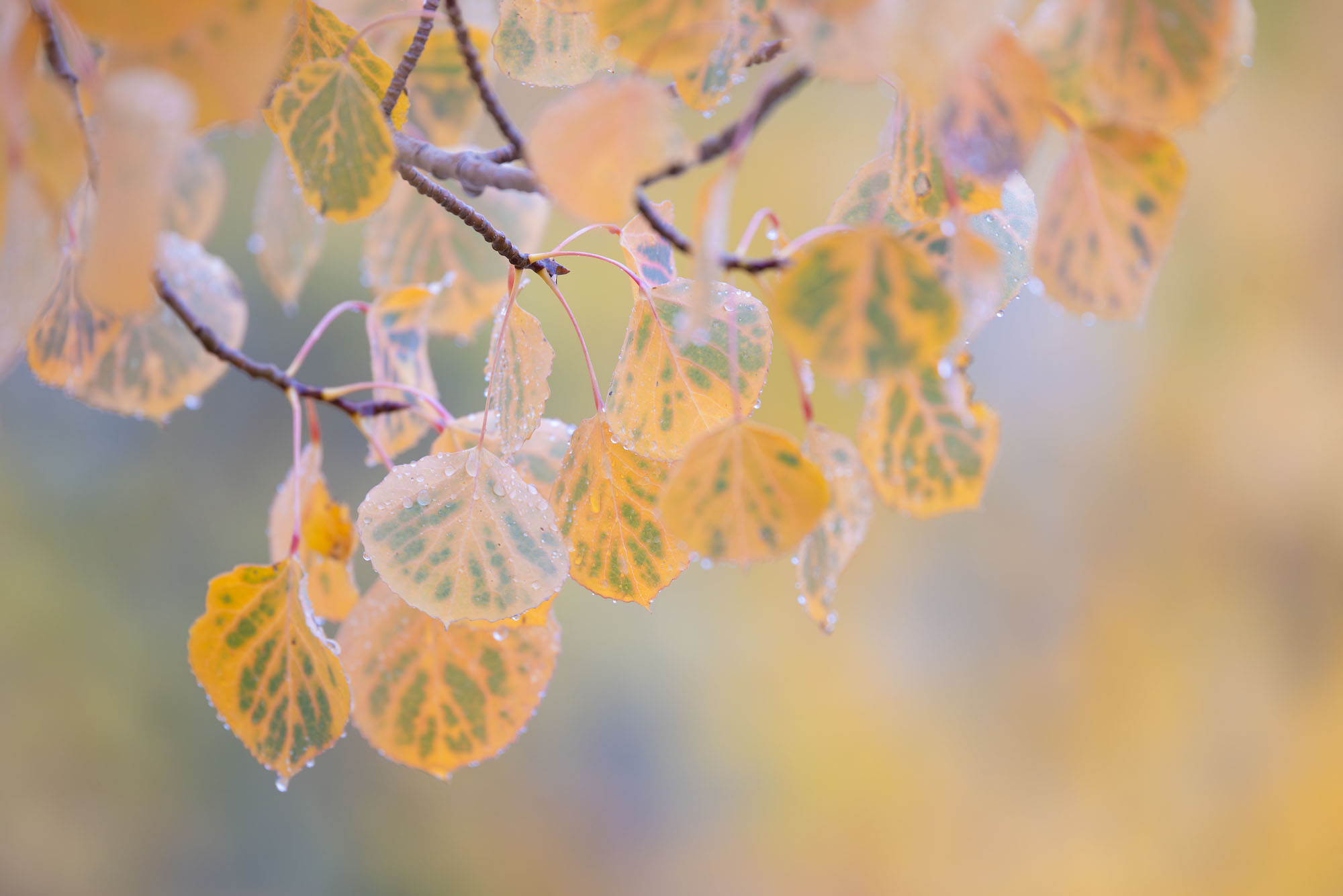 Rain on Aspen Leaves Rain drops on autumnal aspen leaves. Southwestern Colorado.