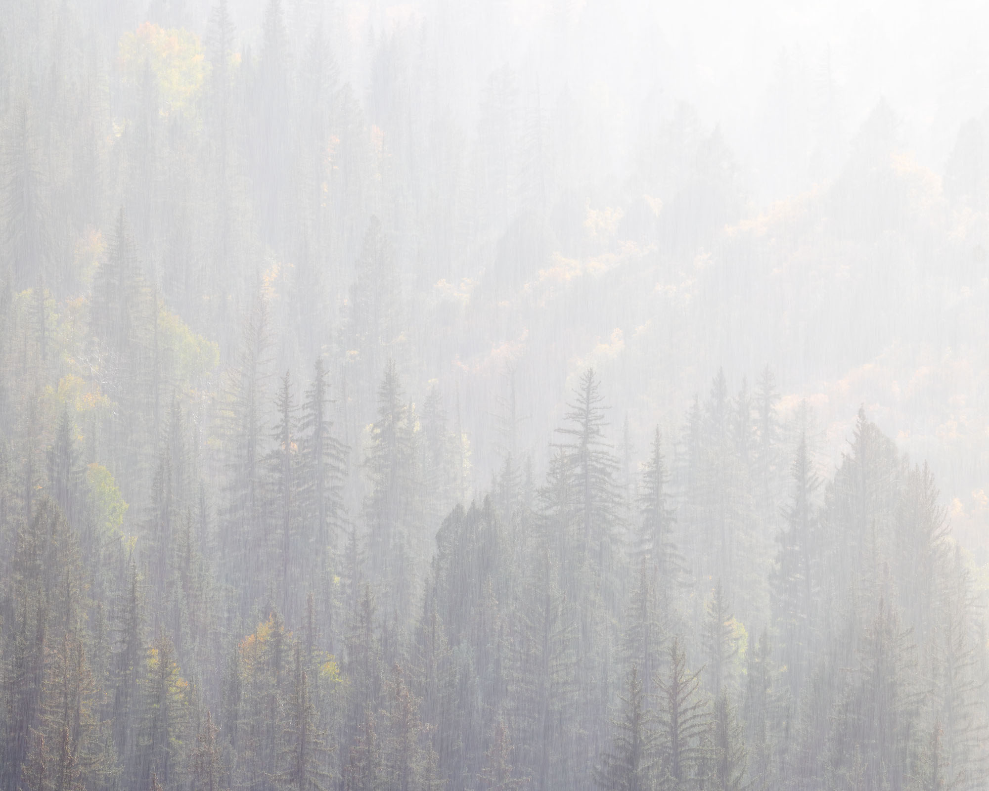 A Very Rainy Day Sunlit rain falls over a pine forest in autumn. Southwestern Colorado.