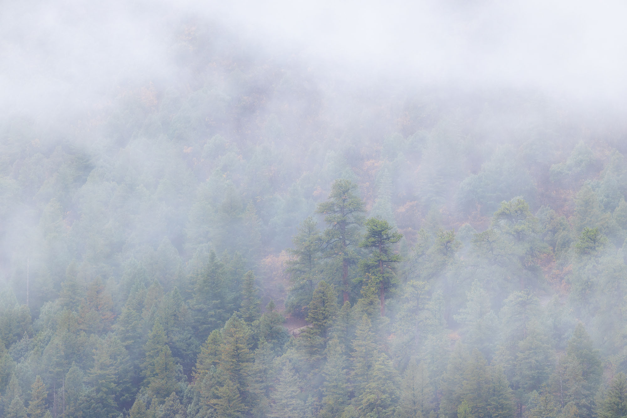 Ponderosa Pine in Fog A tall ponderosa pine in drifting fog. Southwestern Colorado in autumn.