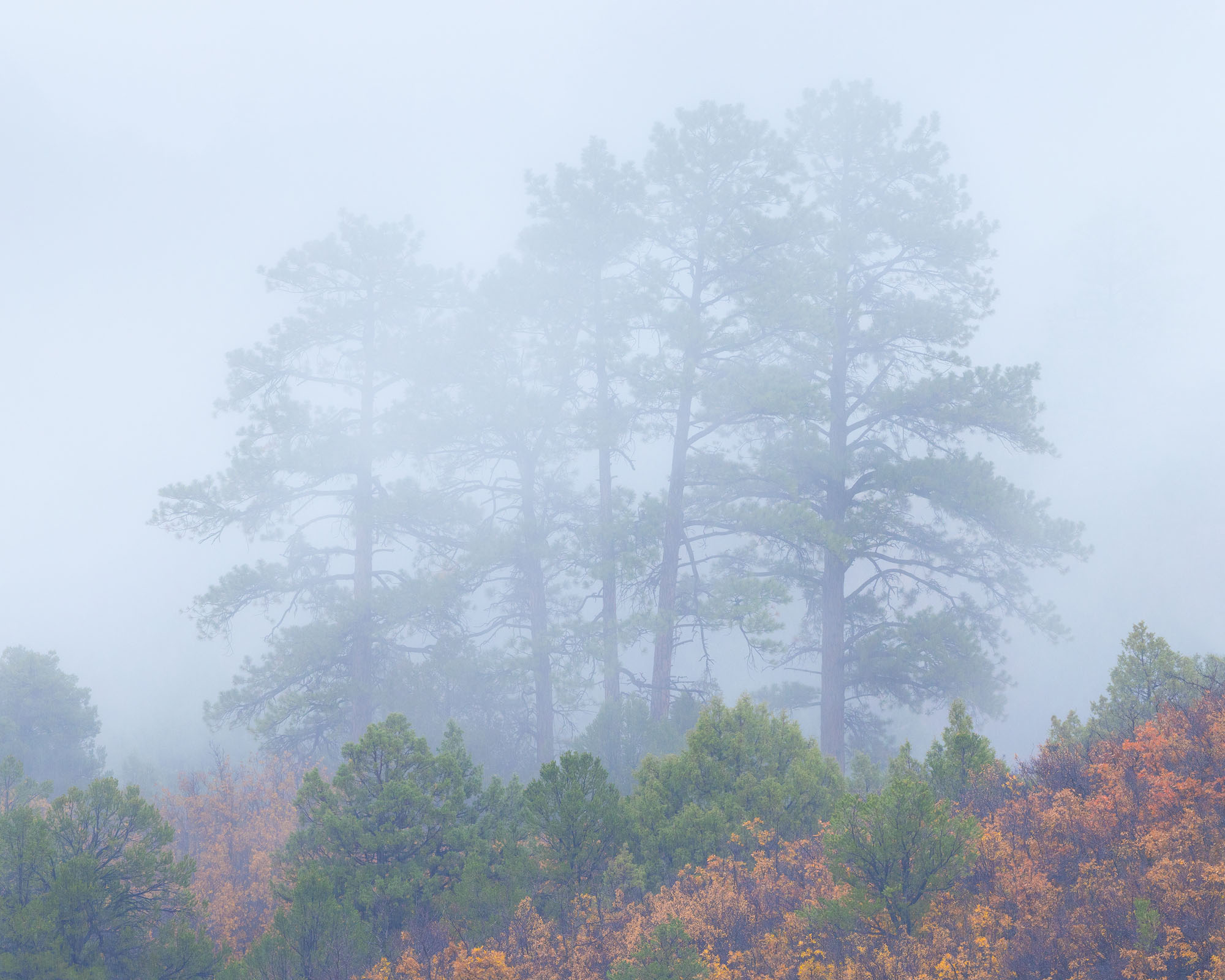 Five Ponderosa Pines in Fog Fog drifts through five tall ponderosa pines, with colorful gambel oaks below. Autumn in southwestern Colorado.
