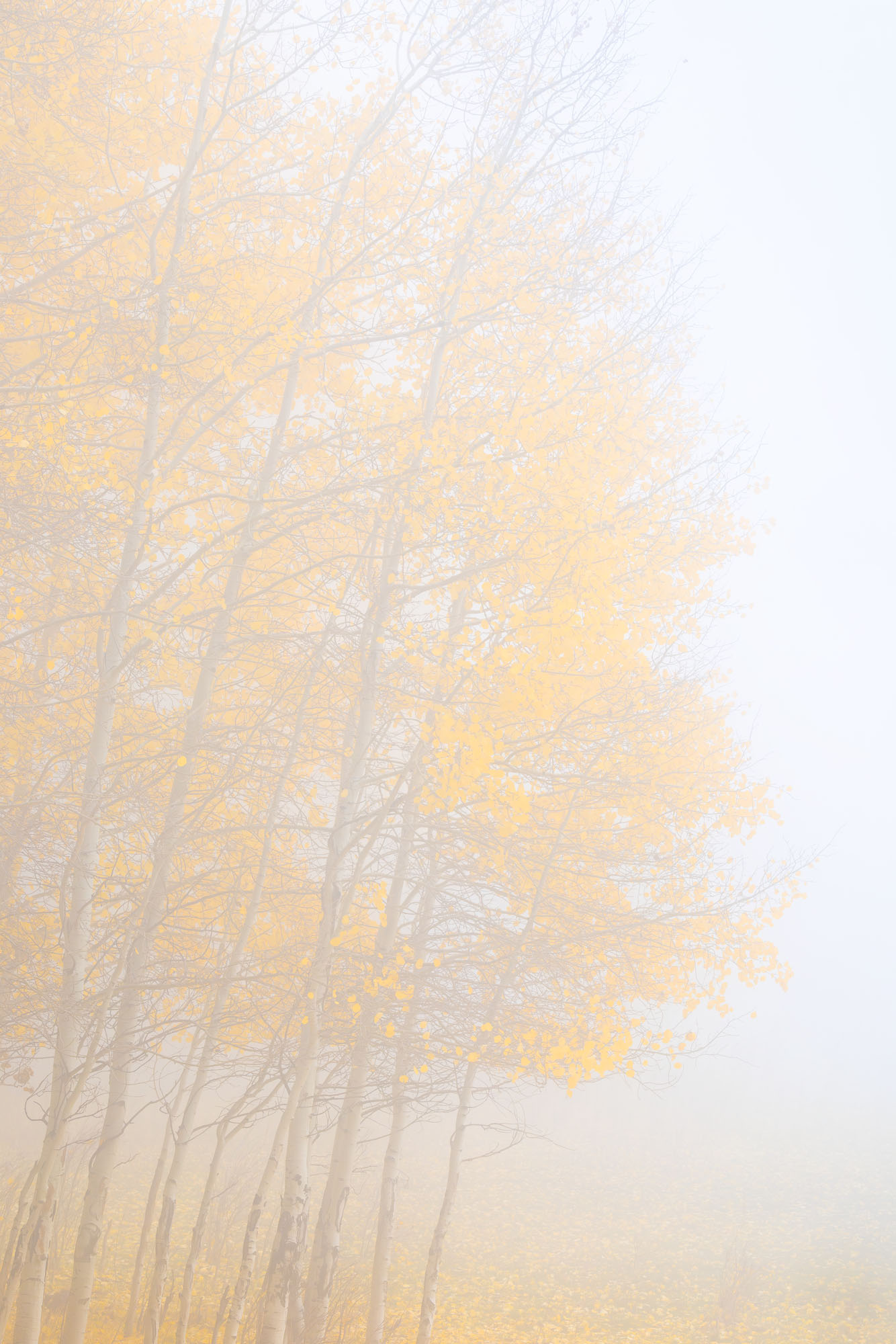 Wrapped in Quiet Thick fog envelopes a grove of autumnal aspen trees near Dallas Divide in southwestern Colorado.