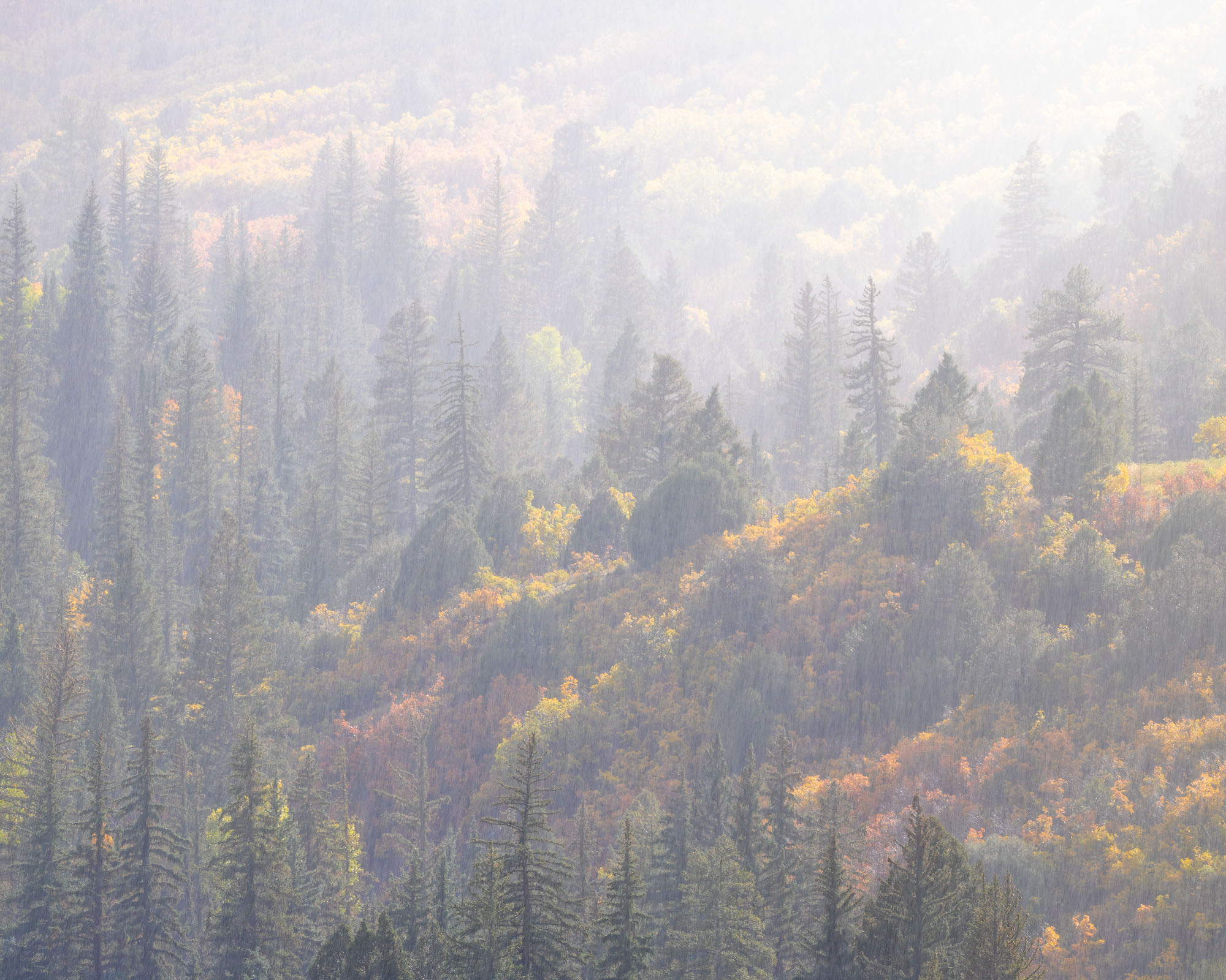 Autumn Rain, Southwestern Colorado Sunlit rain falls over pine trees, gambel oaks, and junipers in autumn. Southwestern Colorado.