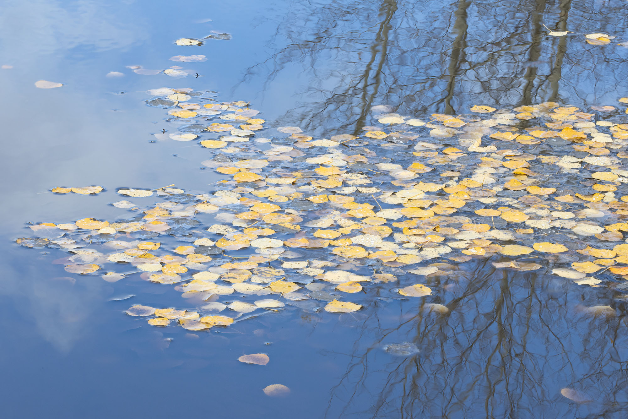 Aspen Leaves, Aspen Trees, Reflections Aspen trees reflect on the surface of a puddle with a patch of fallen leaves floating by. San Juan Mountains, Colorado.