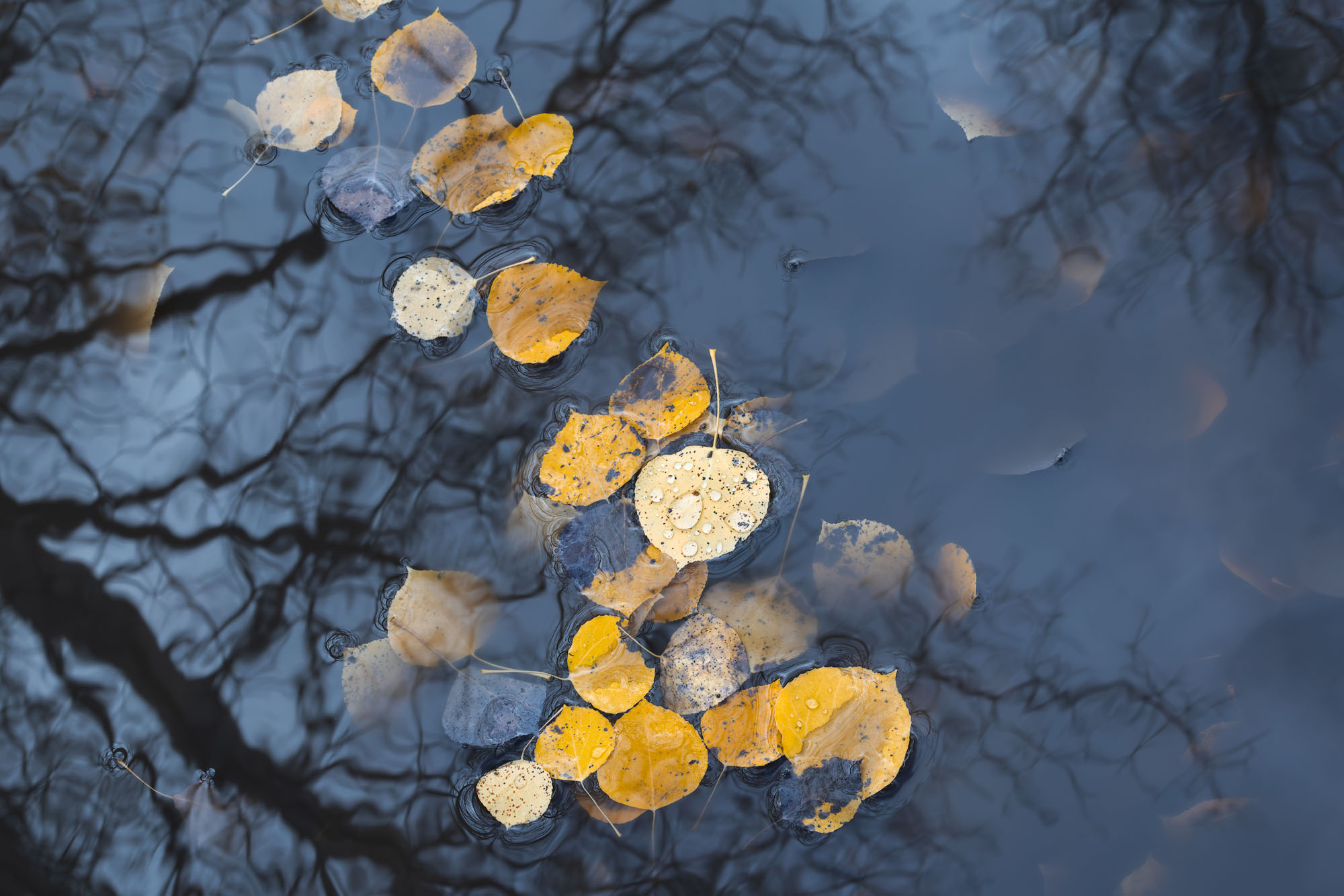 Aspen trees reflect on the surface of a puddle with a few fallen leaves floating by. San Juan Mountains, Colorado.