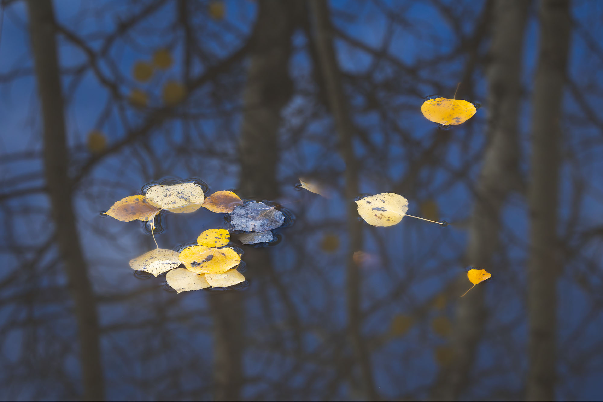 Aspen trees reflect on the surface of a puddle with a few fallen leaves floating by. San Juan Mountains, Colorado.
