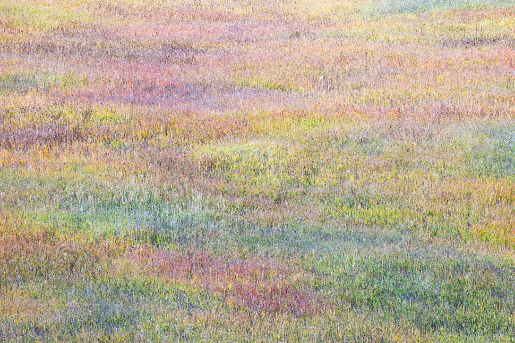 Autumnal Pastel Grasses An expanse of autumnal pastel grasses growing in a meadow in Colorado's San Juan Mountains.
