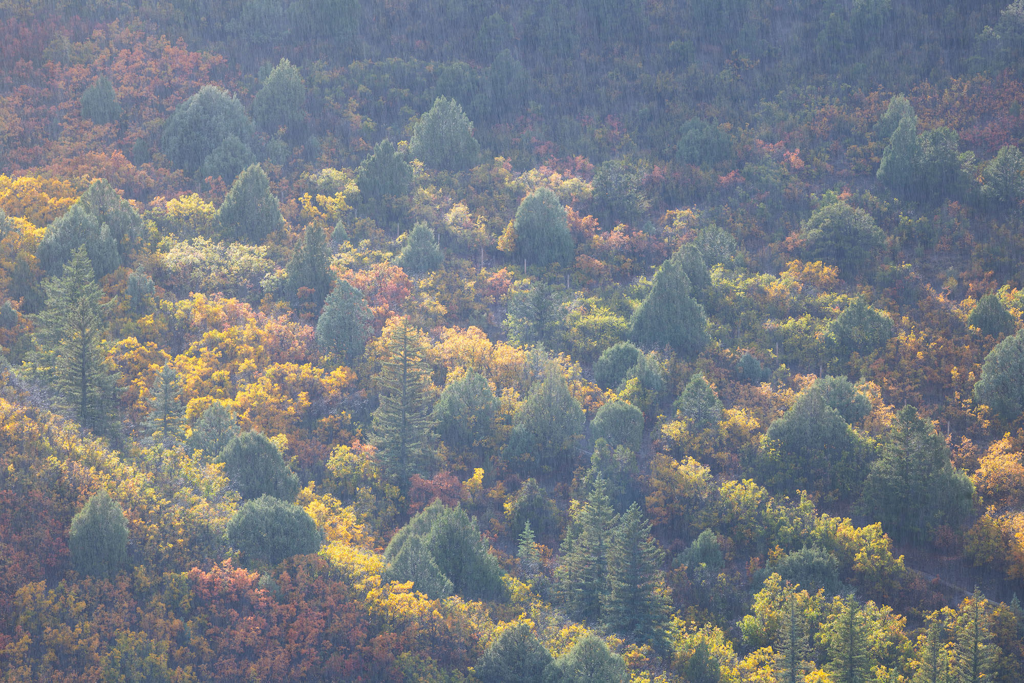 Autumn Rain and Fall Colors Sunlit rain falls over pines, Gambel oaks, and junipers in autumn. Southwestern Colorado.REASON FOR REJECTION: This outing was...