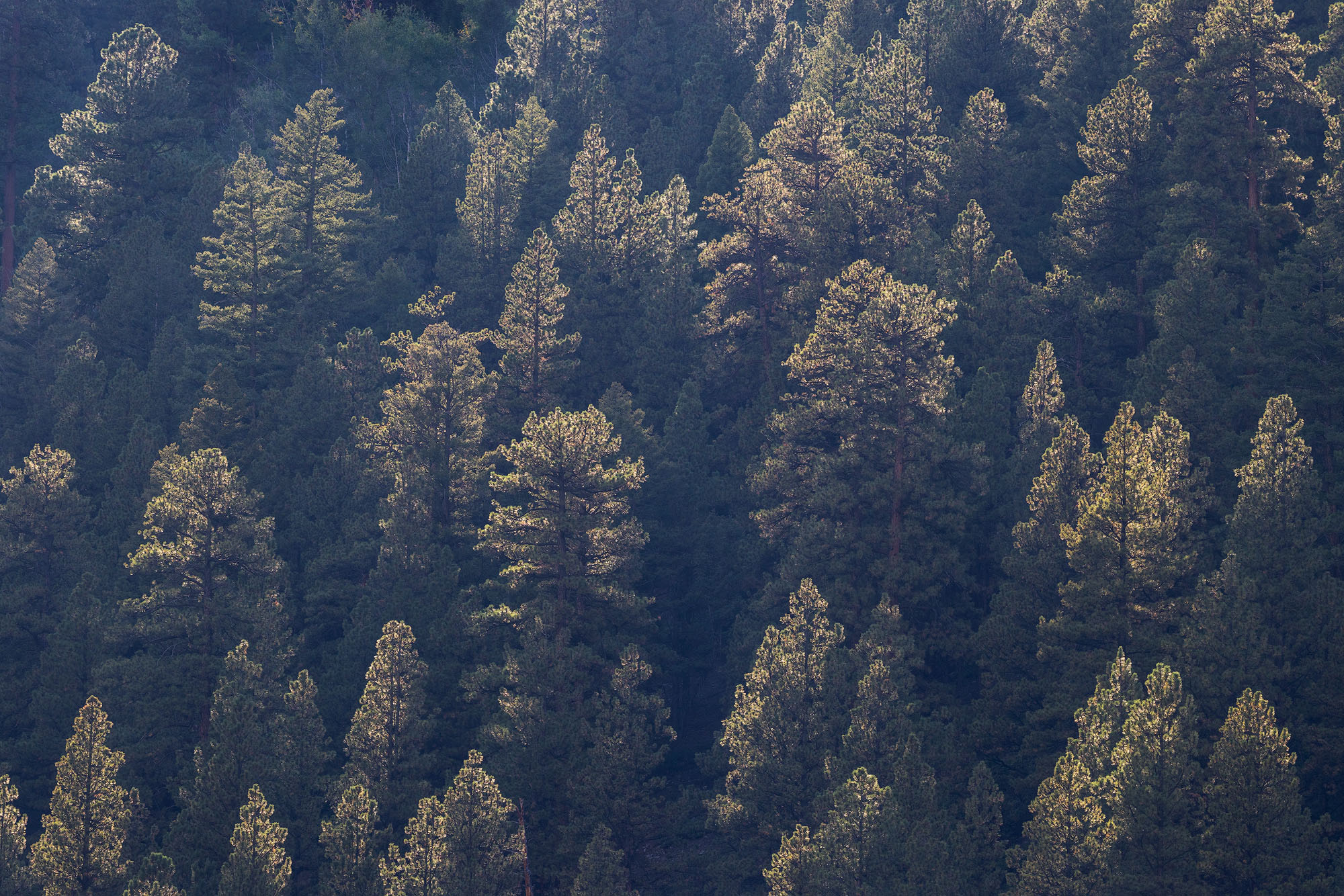 Late afternoon light streams through a ponderosa forest outside of Telluride, Colorado.