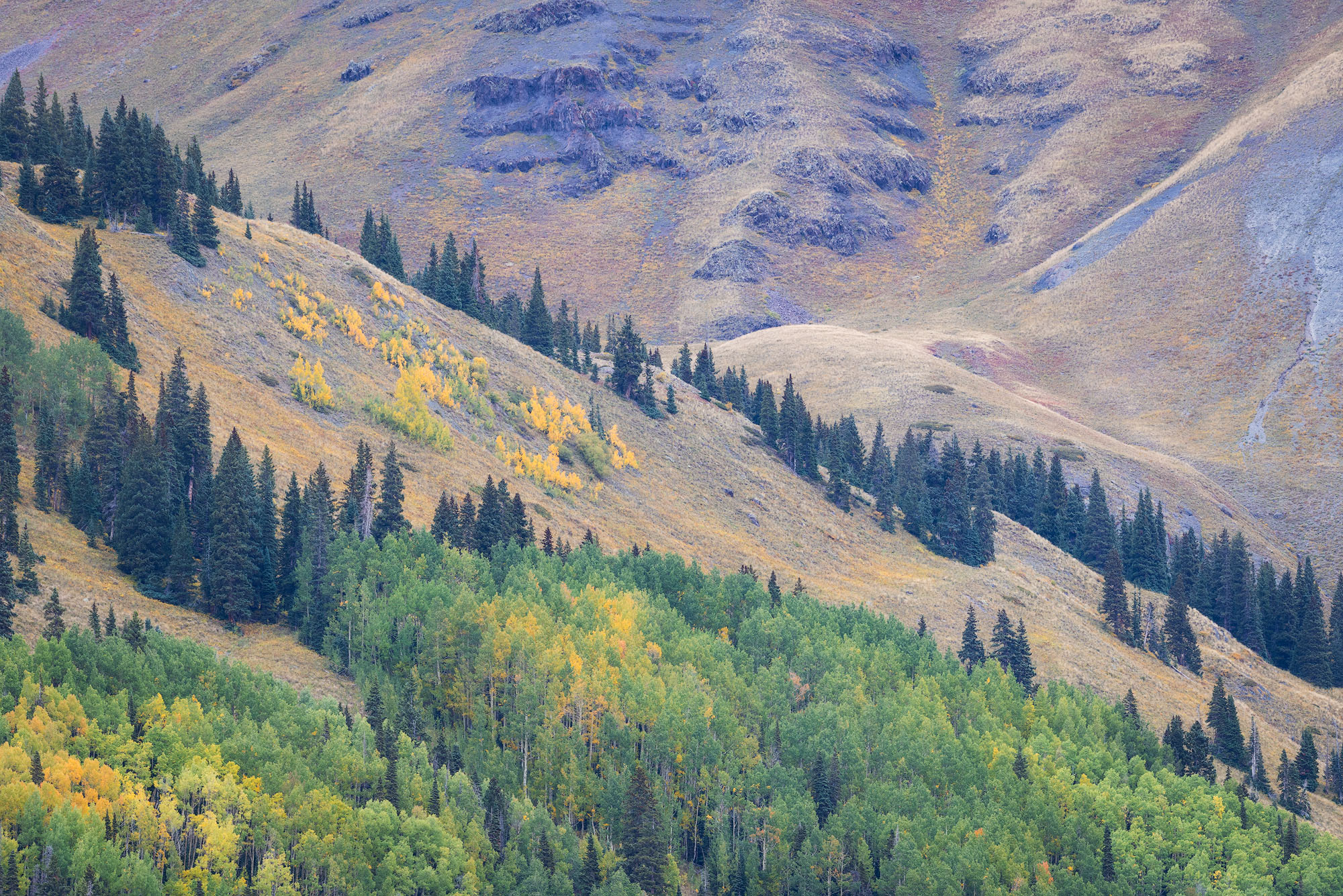 Approaching Treeline Aspen trees and a mixed spruce-fir forest approach the limits of their growing range at treeline in southwestern Colorado.