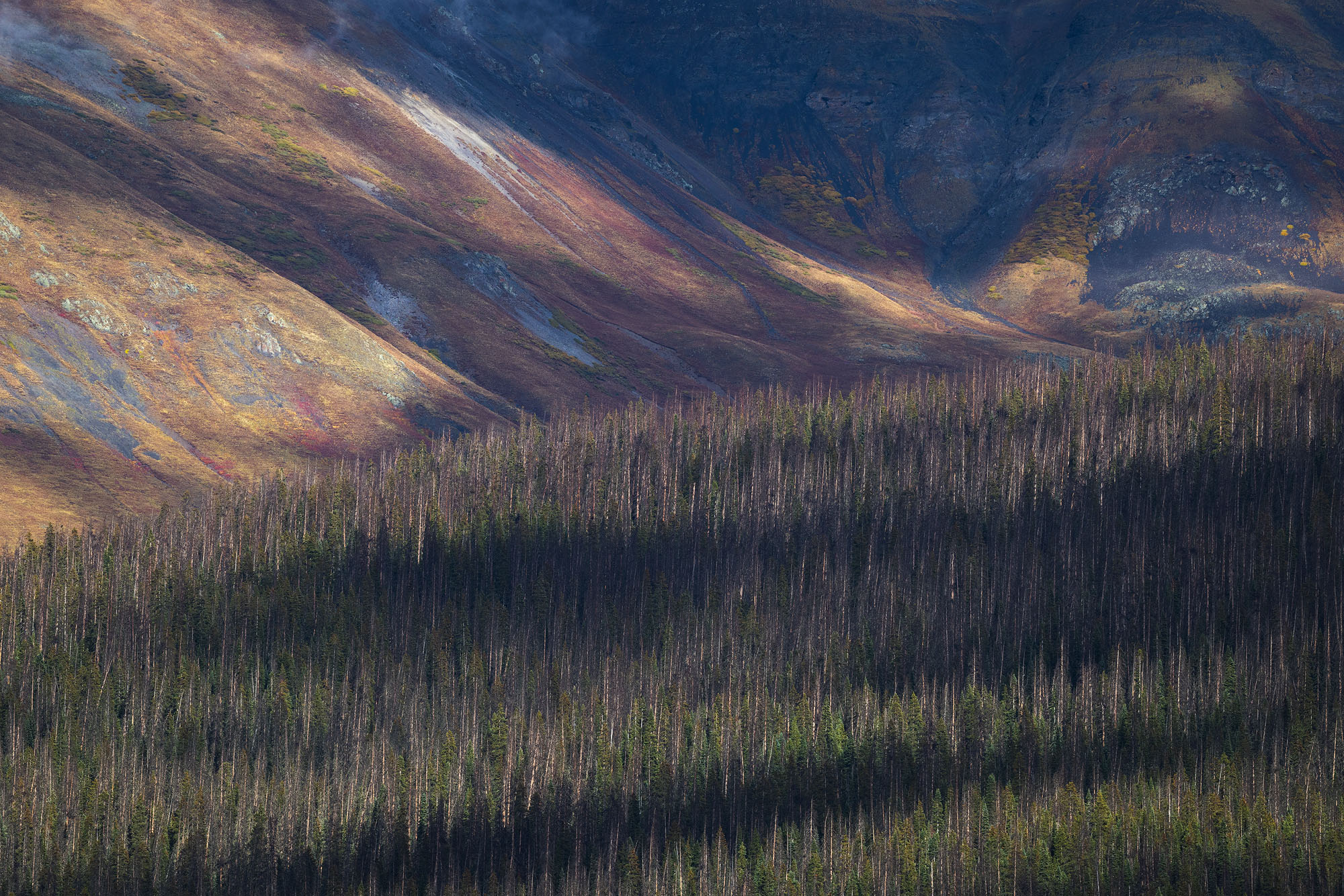 Tundra Tapestry, San Juan Mountains Dappled light falls over colorful tundra plants with a thick conifer forest below. San Juan Mountains, Colorado.