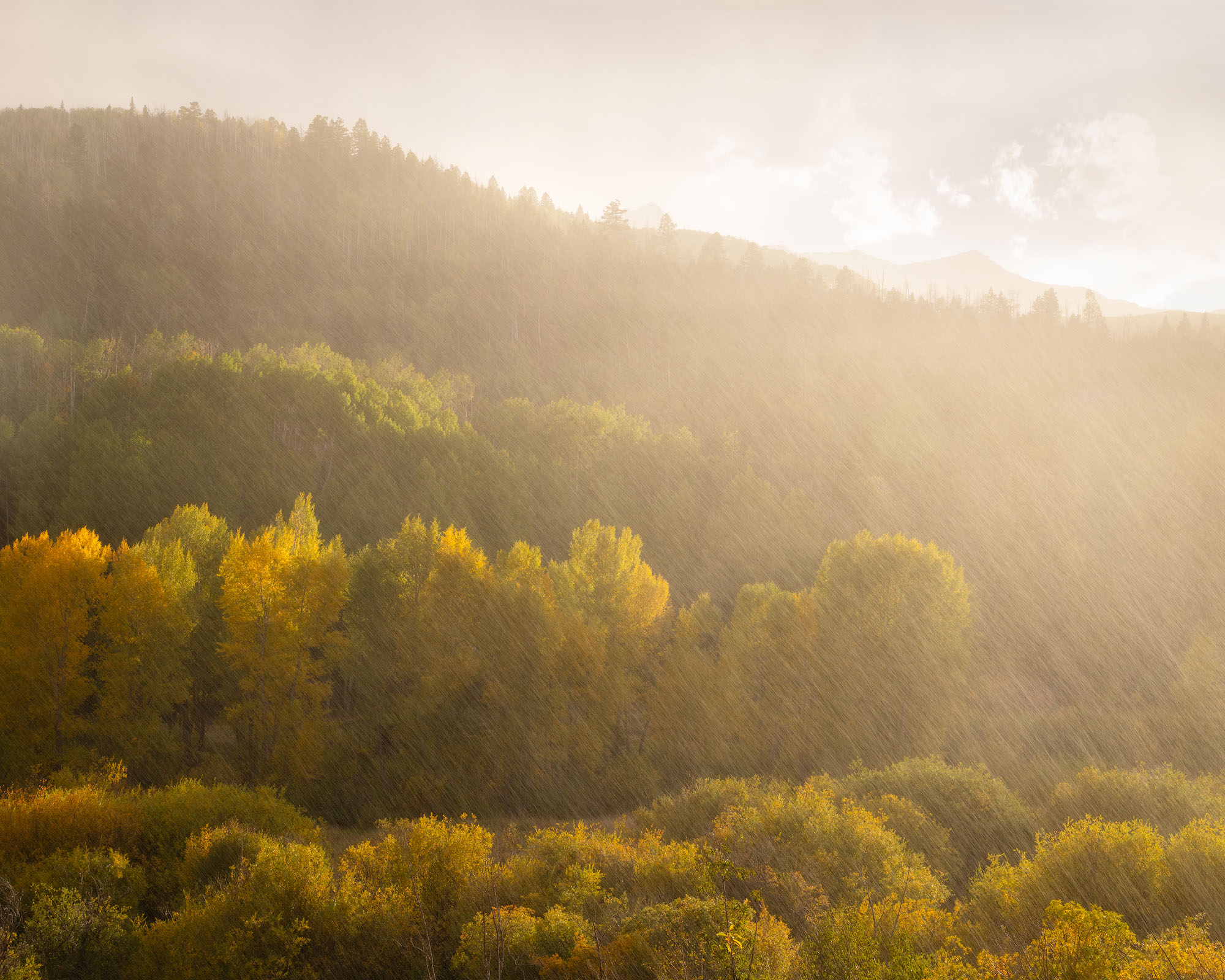 Rainshowers and Light, Southwestern Colorado A heavy rain falls over autumnal cottonwood trees just as a storm clear at sunset. San Juan Mountains, Colorado.