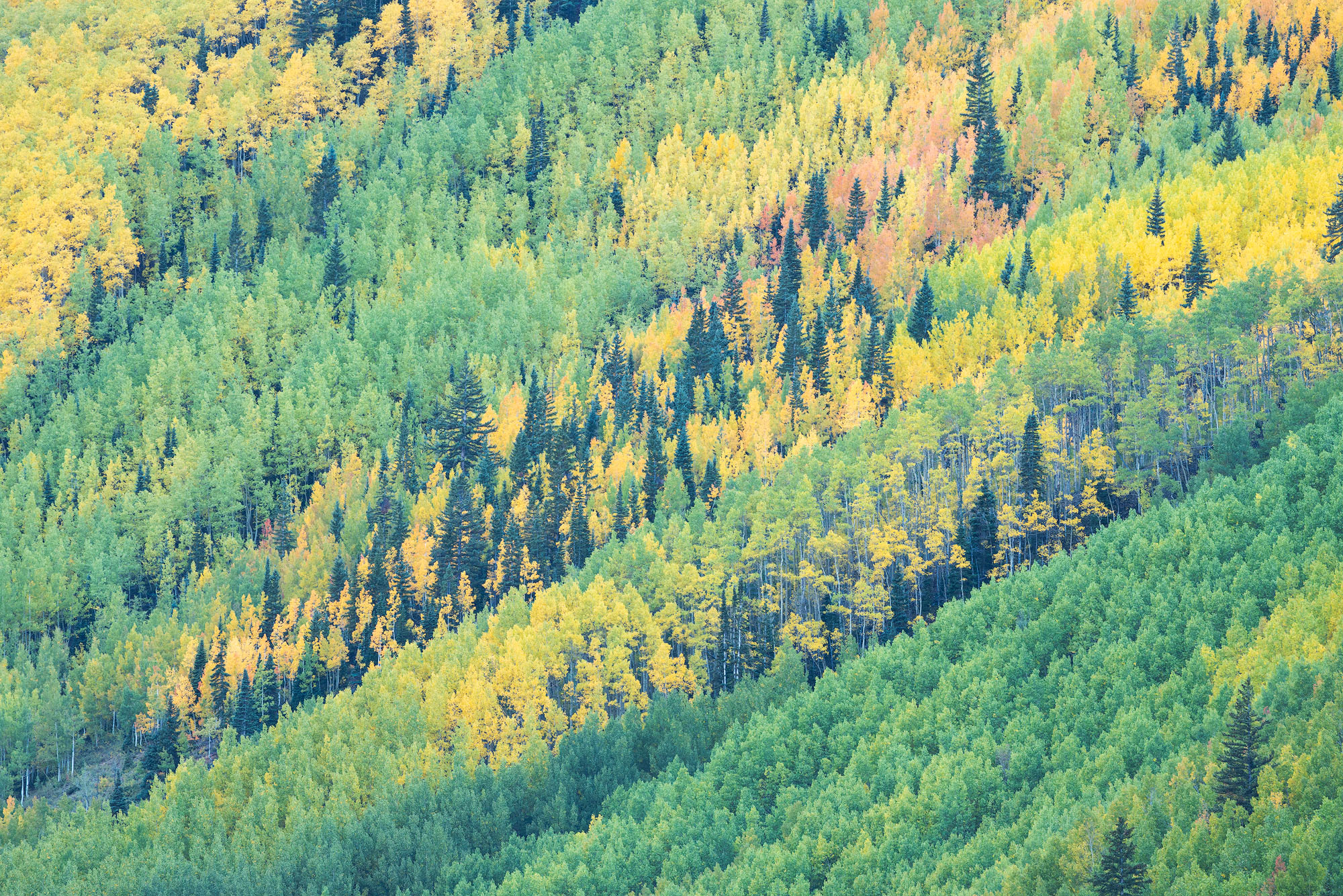 Intermixing A forest of evergreens and autumn aspens on a steep hillside in Colorado's San Juan Mountains.
