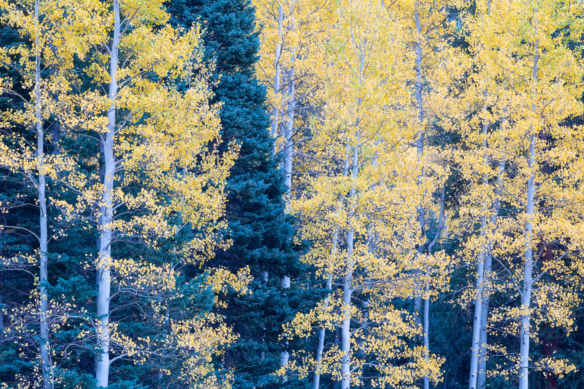 Autumn aspen and spruce trees growing together in a dense forest in Colorado's San Juan Mountains.