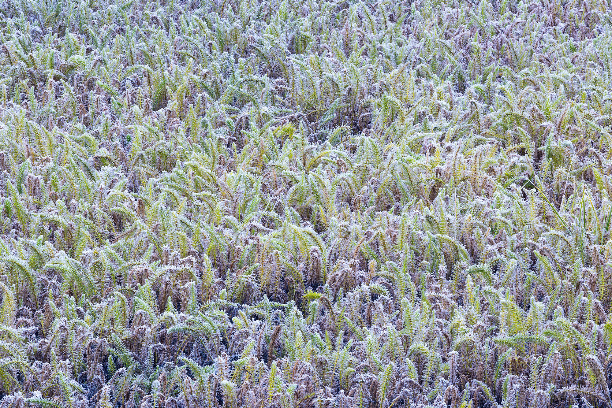 Frosted Horsetail A bunch of frost-covered horsetail plants growing at the edge of a wetland area. Southwestern Colorado.