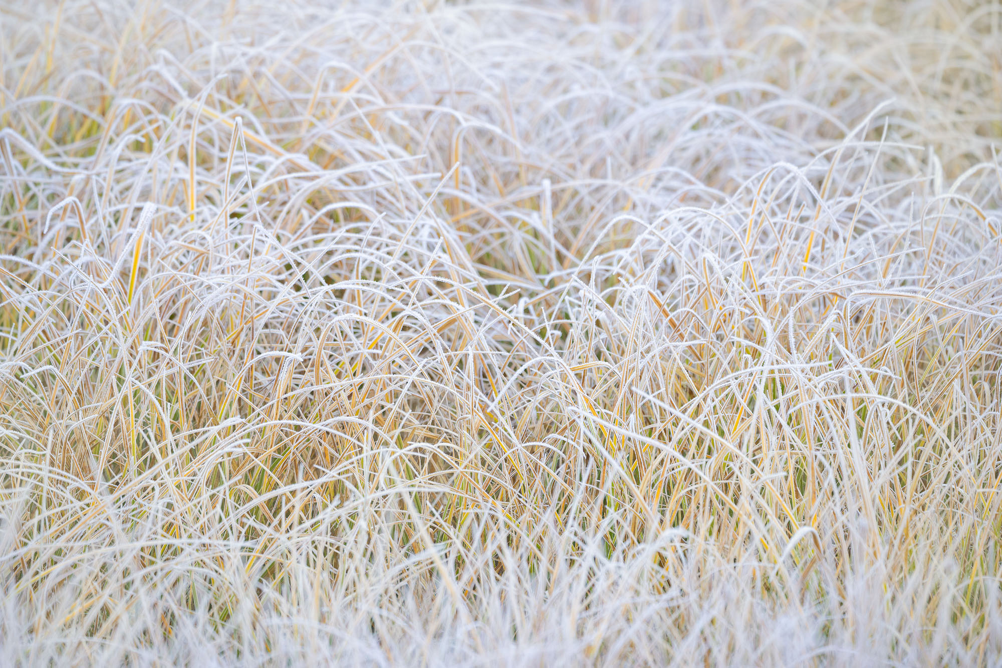 Frosty Grasses in Autumn Frost covers autumnal grasses. San Juan Mountains of Colorado.
