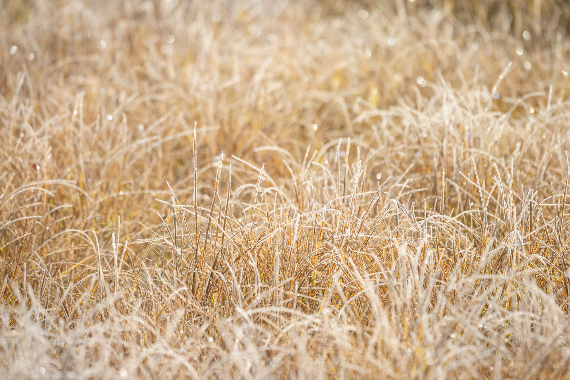 Morning Frost in Autumn Frost, on autumnal grasses, starts melting with the first bit of morning sun. San Juan Mountains, Colorado.