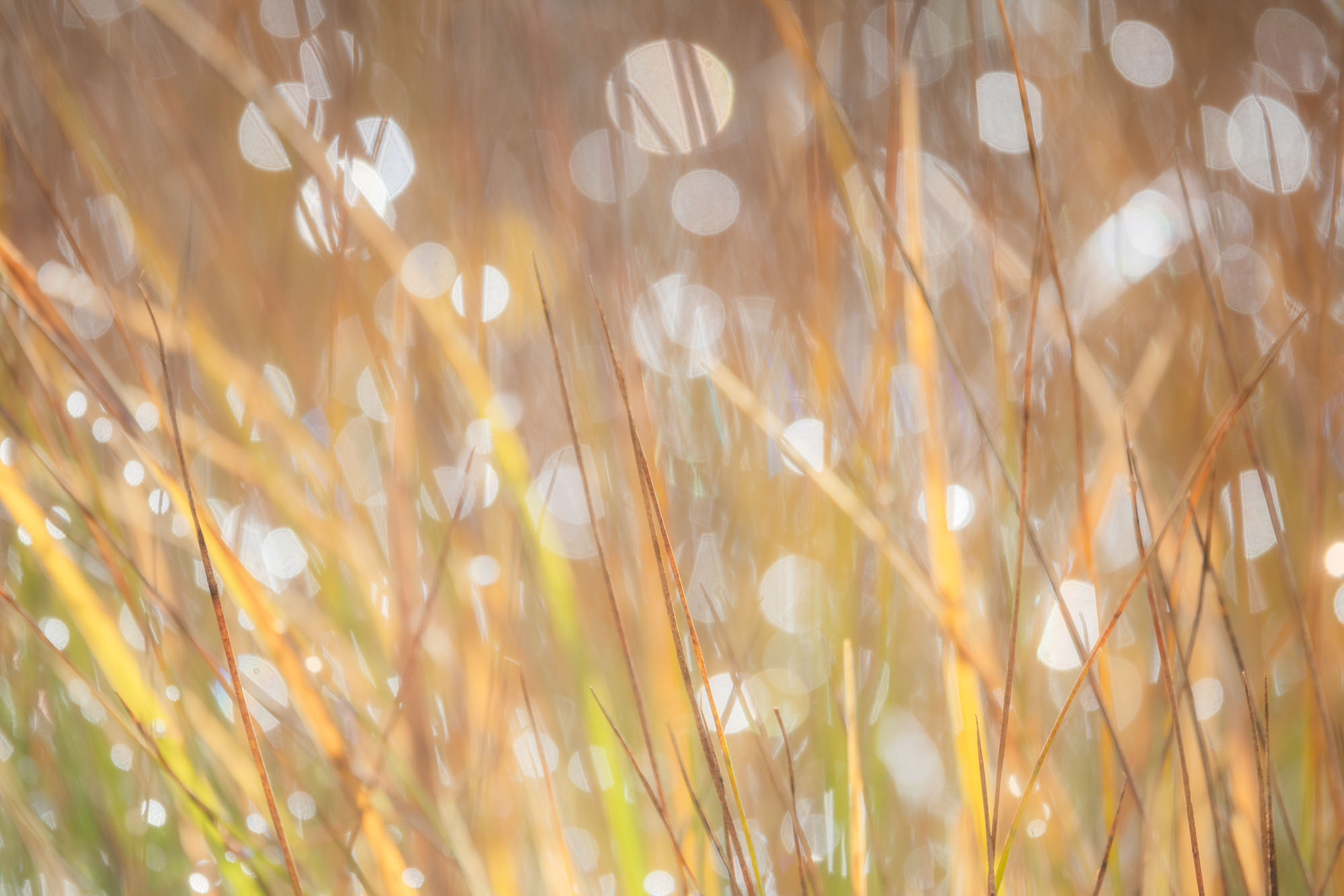 Sun Sparkles, Autumn Grasses Morning sun shines through morning dew and melting frost on a patch of autumnal grasses. San Juan Mountains, Colorado.
