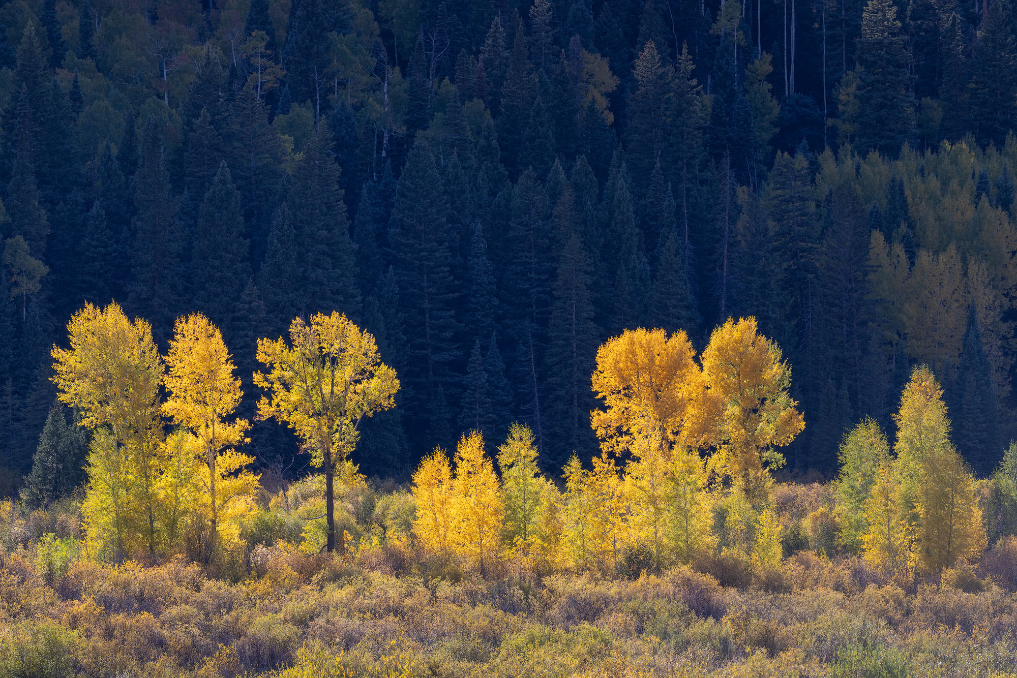 Late afternoon sun illuminates a row of autumnal aspen and cottonwood trees in the Cimarron Mountains of Colorado.
