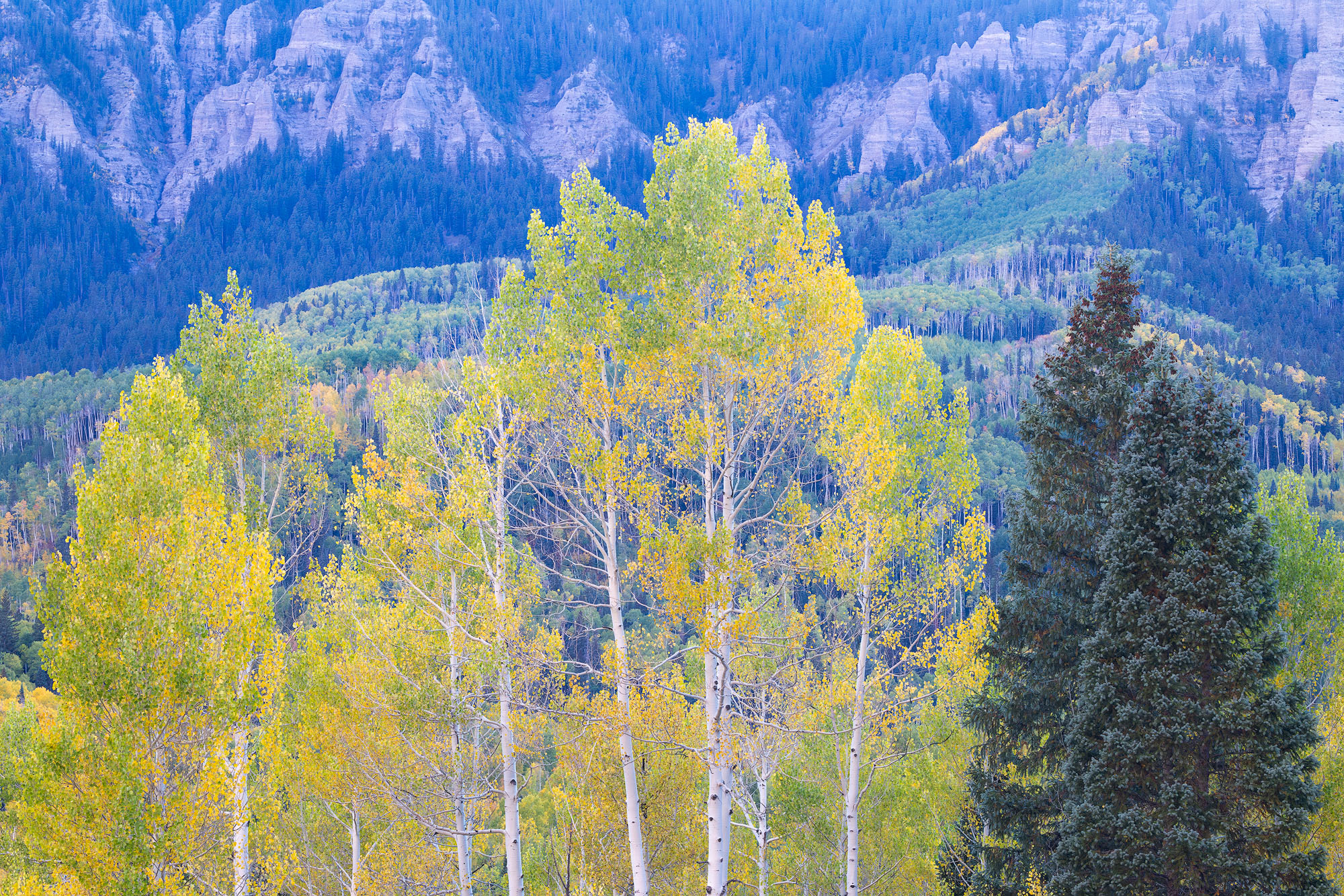 Aspens in the Evening, Colorado Soft late evening light falls over a mix of aspen and spruce trees in Colorado's Cimarron Mountains.