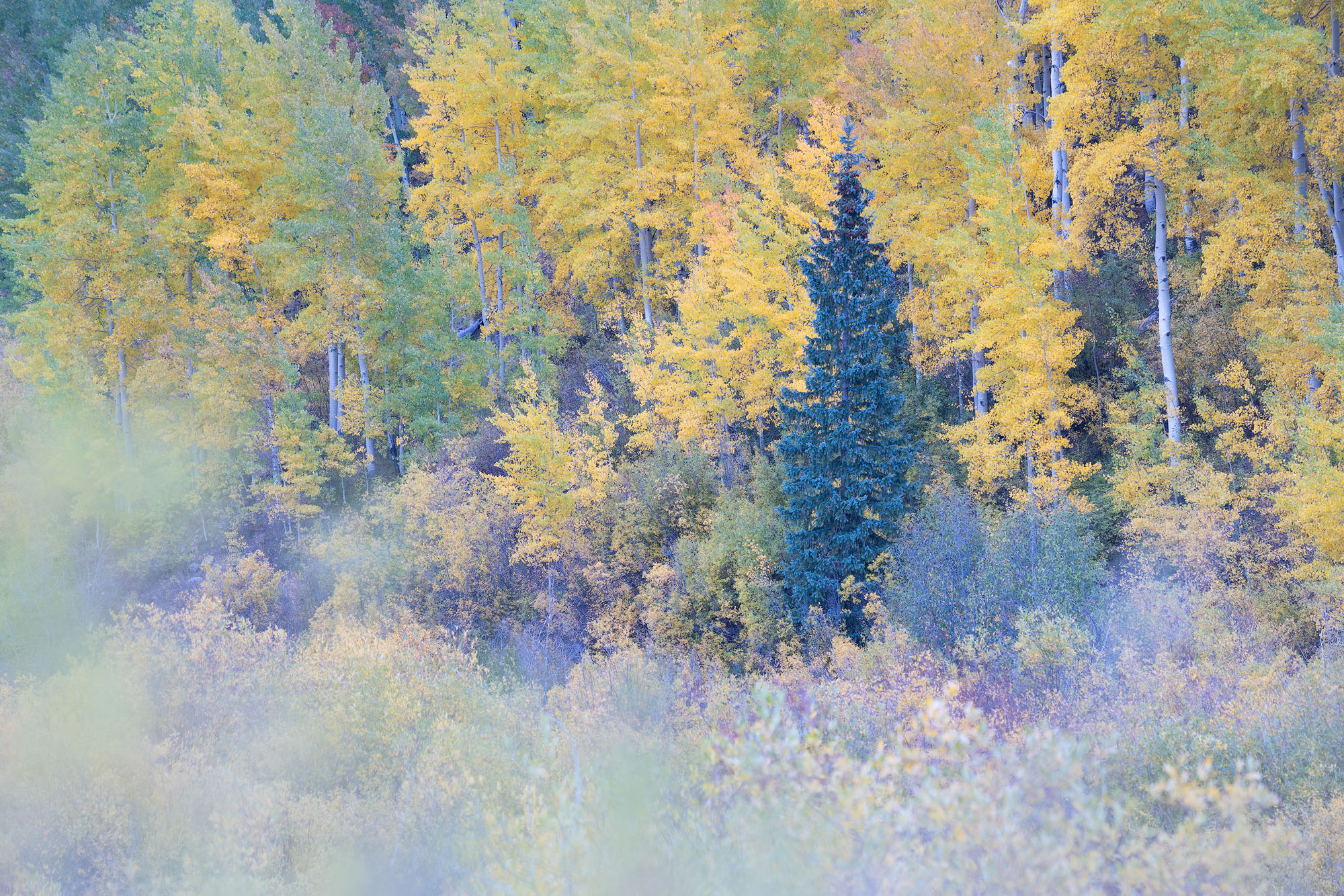 A hillside of autumnal aspens, with colorful willows below, in southwestern Colorado.
