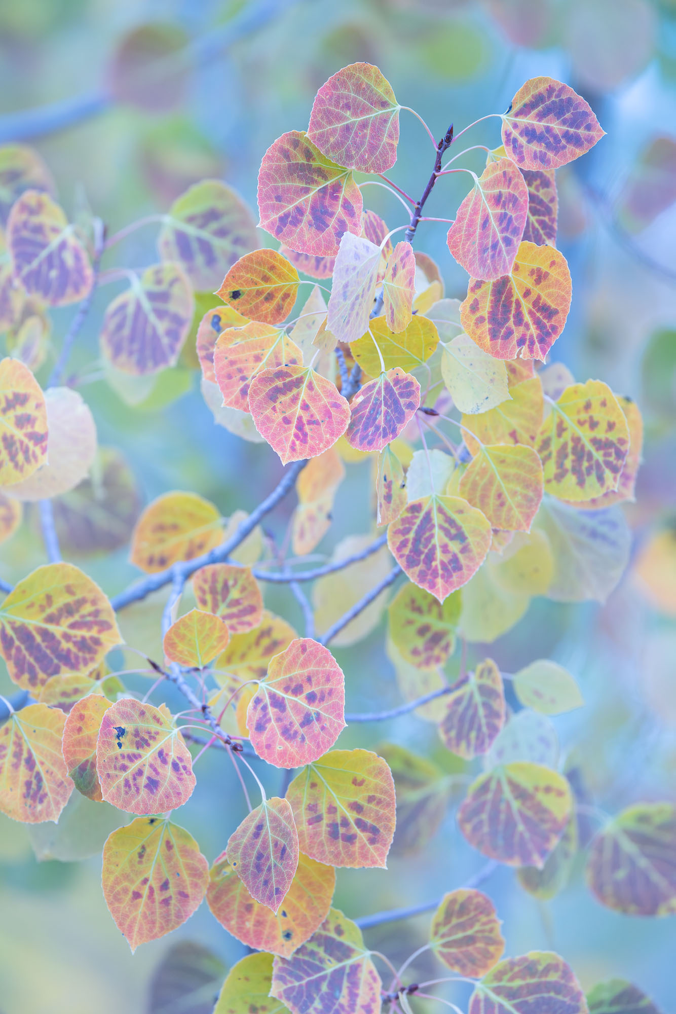 Autumn Speckles An upclose view of colorful speckled aspen leaves. Southwestern Colorado.