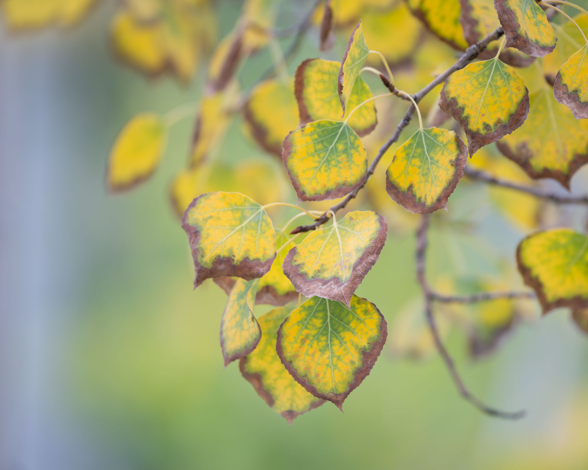 Browned Edges, Aspen Leaves Green, brown, and yellow aspen leaves hang on an aspen tre near Telluride, Colorado in autumn.