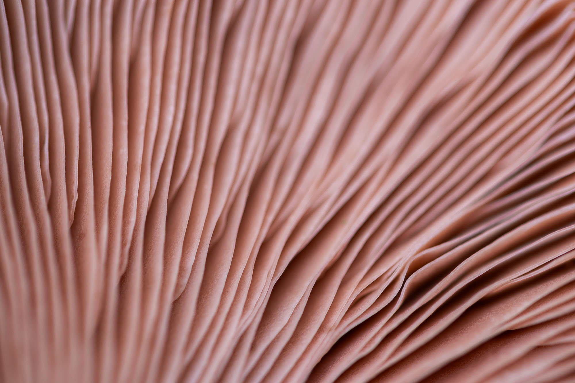 Folds - 2 A close-up view of the gills on a large mushroom, growing in Colorado's San Juan Mountains in autumn.