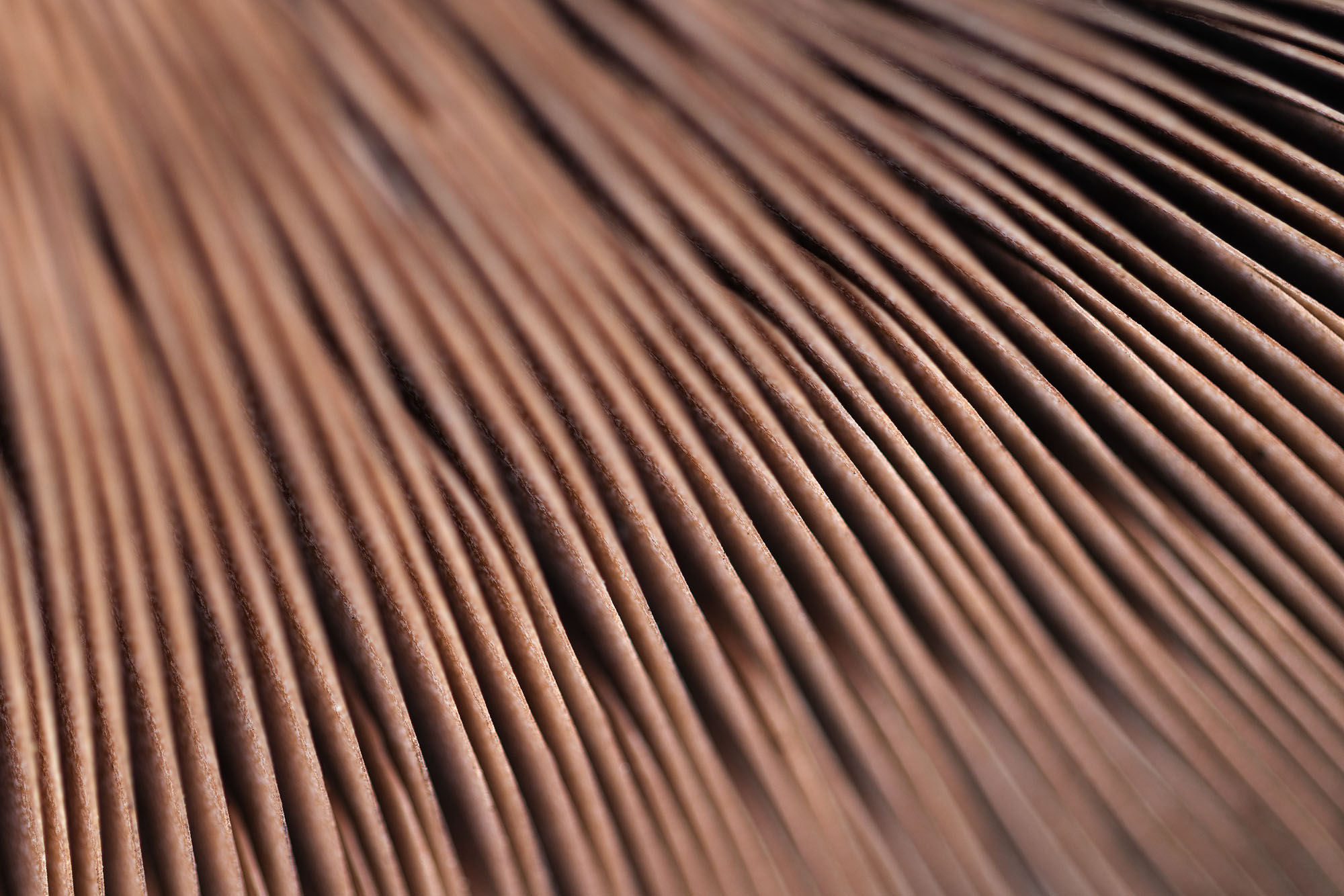 Folds - 3 A close-up view of the gills on a large mushroom, growing in Colorado's San Juan Mountains in autumn.