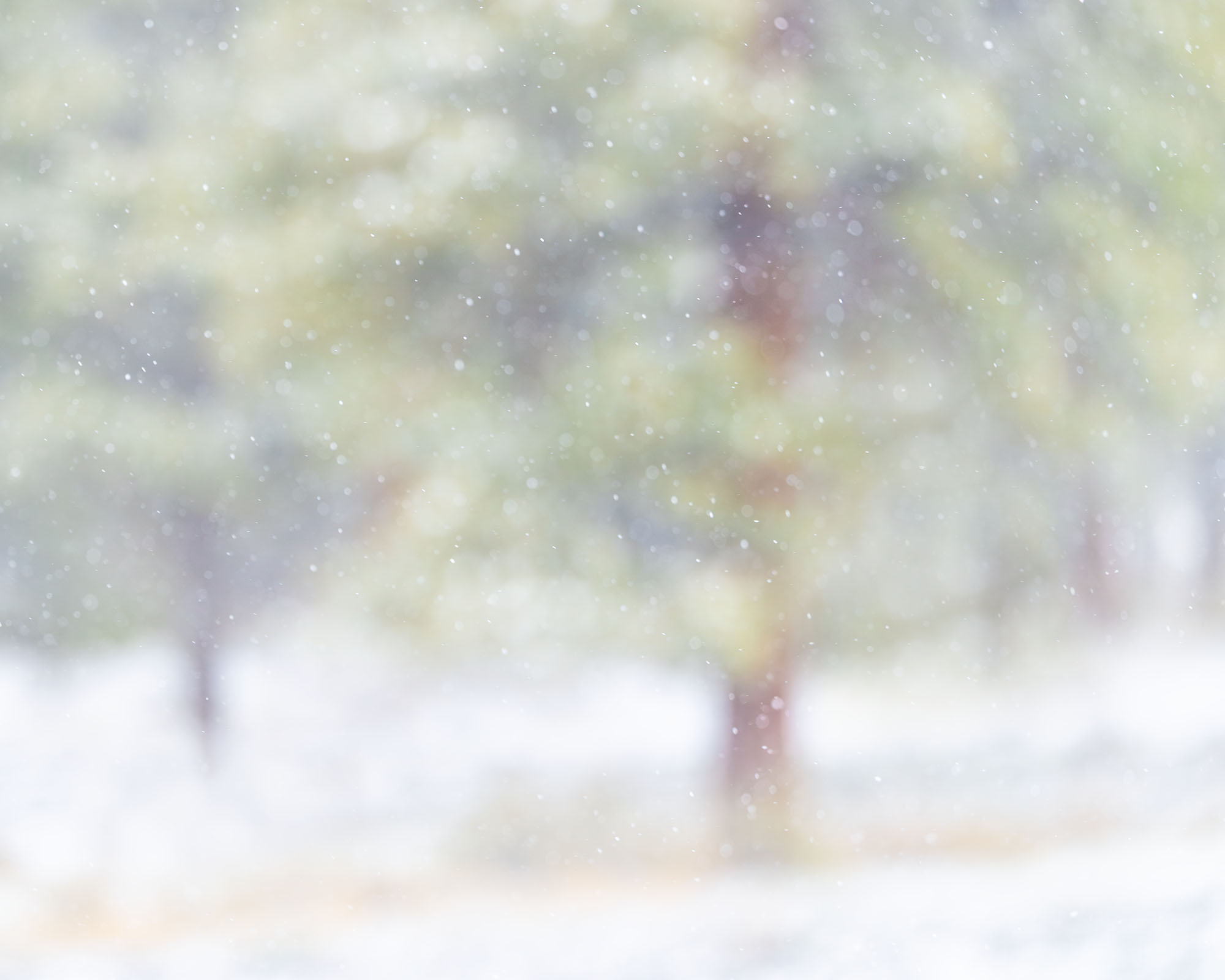 Winter Day An abstract take on gentle snow falling in a forest of ponderosa pines. Southwestern Colorado.