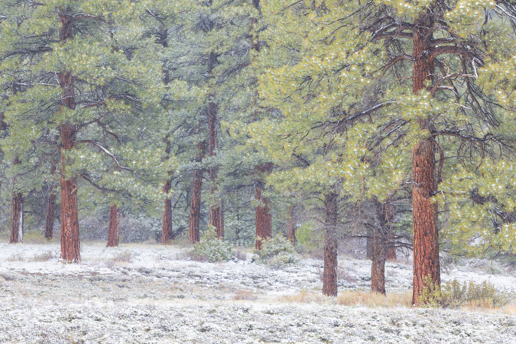 Light Snow, Ponderosa Pines A light snow covers a ponderosa pine forest in Colorado's San Juan Mountains.