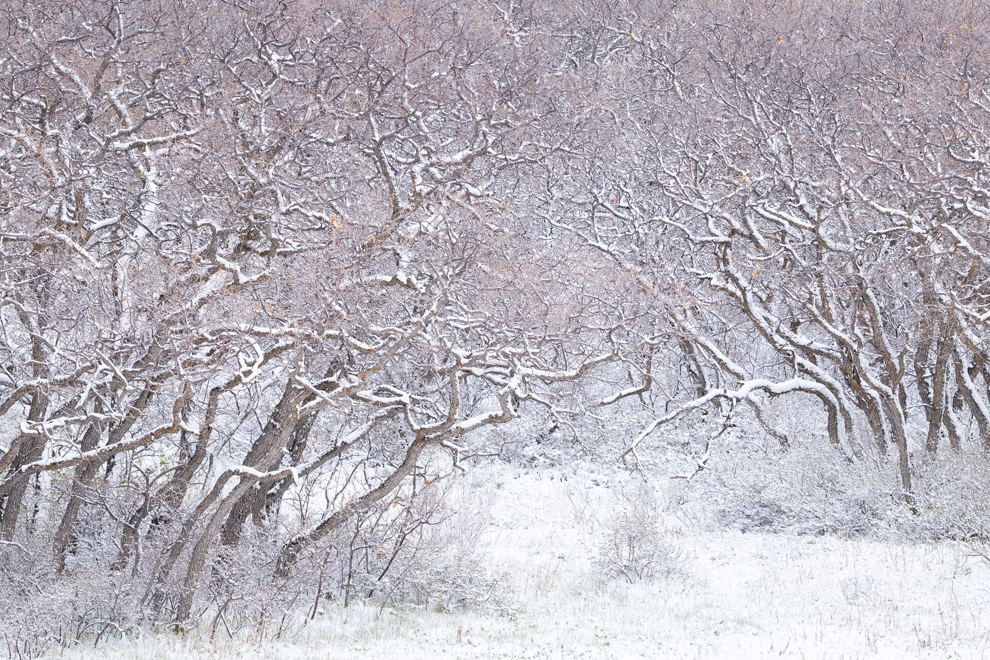 The Oak Grove A favorite grove of Gambel oak trees with a light coat of snow in winter. San Juan Mountains, Colorado.