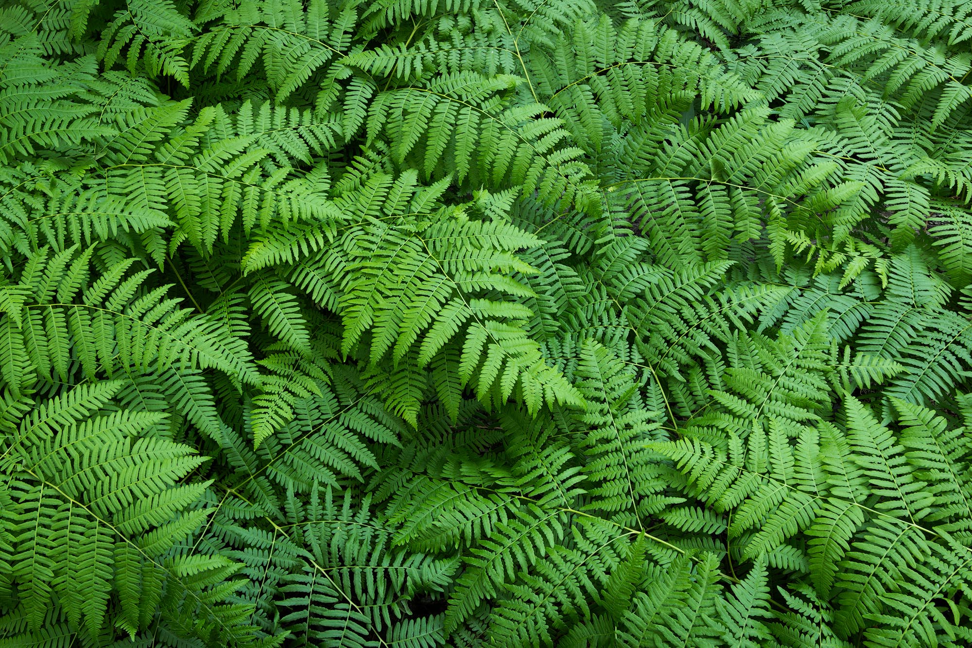 An expansive patch of bracken ferns growing in an aspen forest in Crested Butte, Colorado.