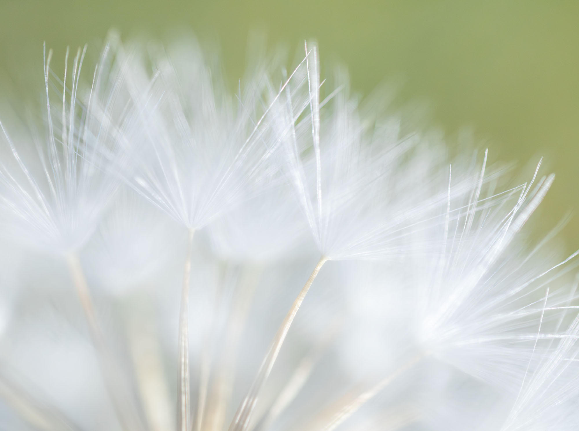 Mountain Danelion #4 A closeup view of a mountain dandelion (Agoseris) seed head. Crested Butte, Colorado.