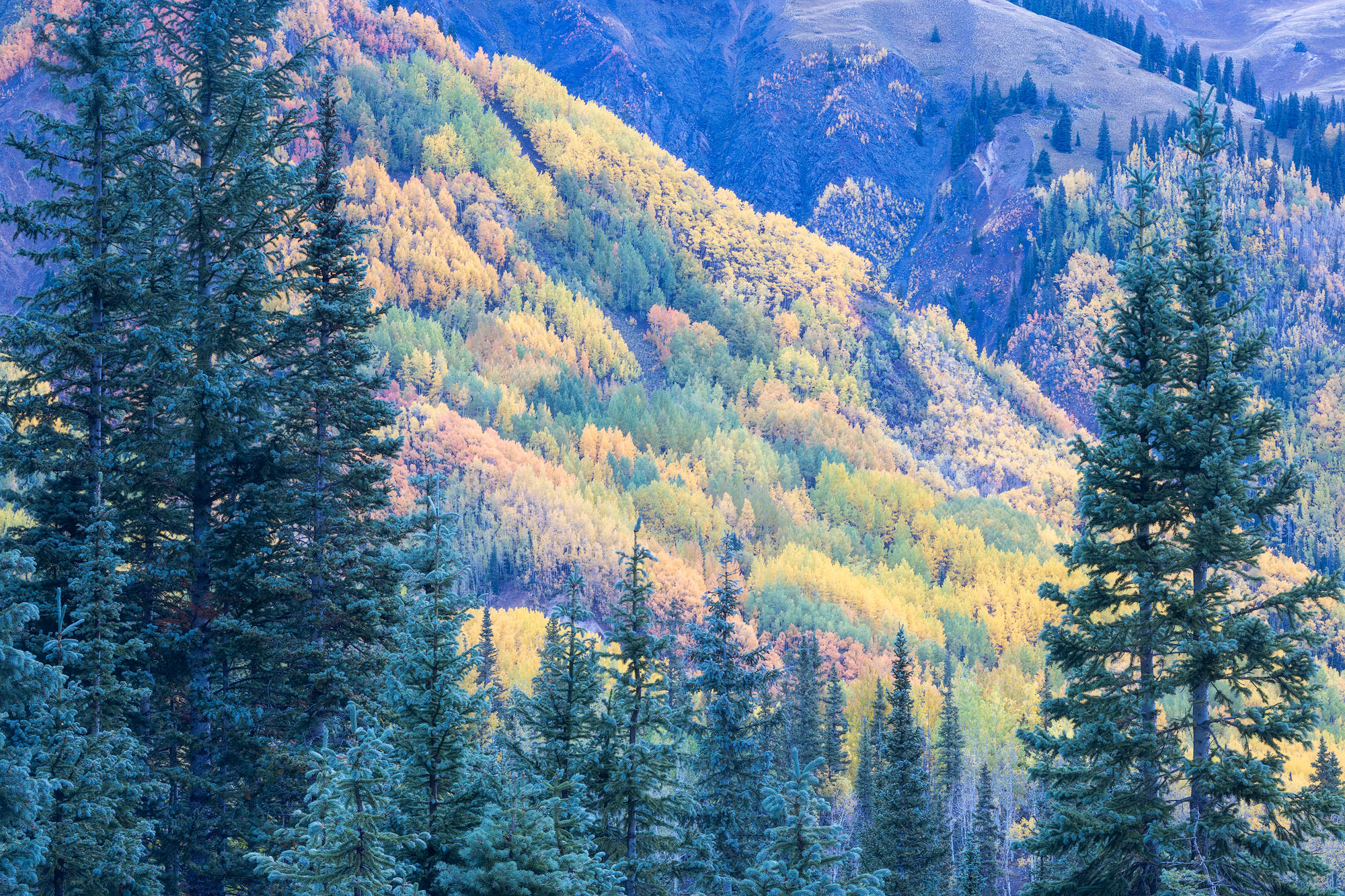 Overlook A view through evergreen trees toward a colorful hillside of aspen trees. Southwestern Colorado. REASON FOR REJECTION: I like...