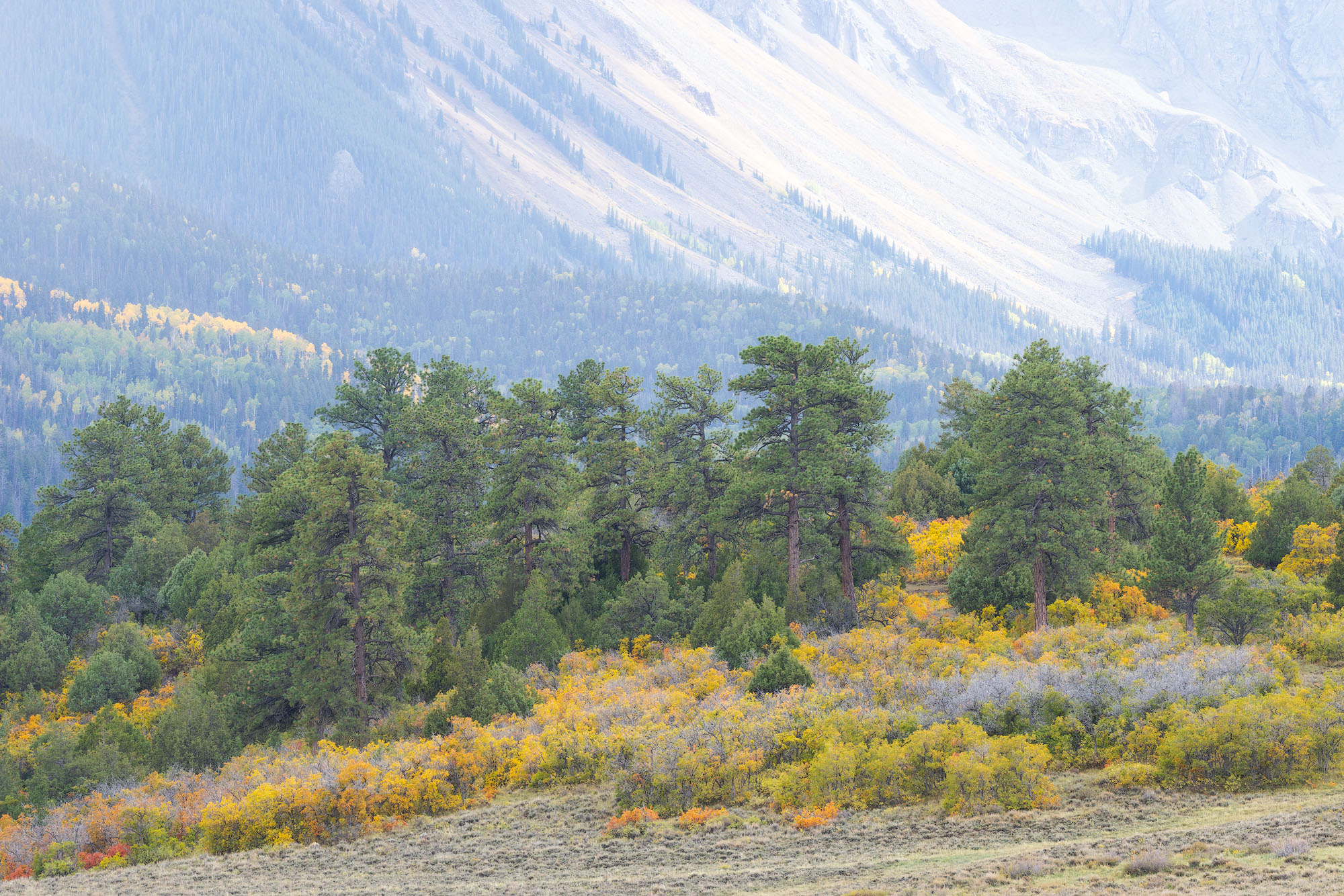 Ponderosas, Oaks, and Sage Ponderosa and autumn Gambel oak trees below Mount Sneffels in Colorado's San Juan Mountains. REASON FOR REJECTION: The ponderosa...