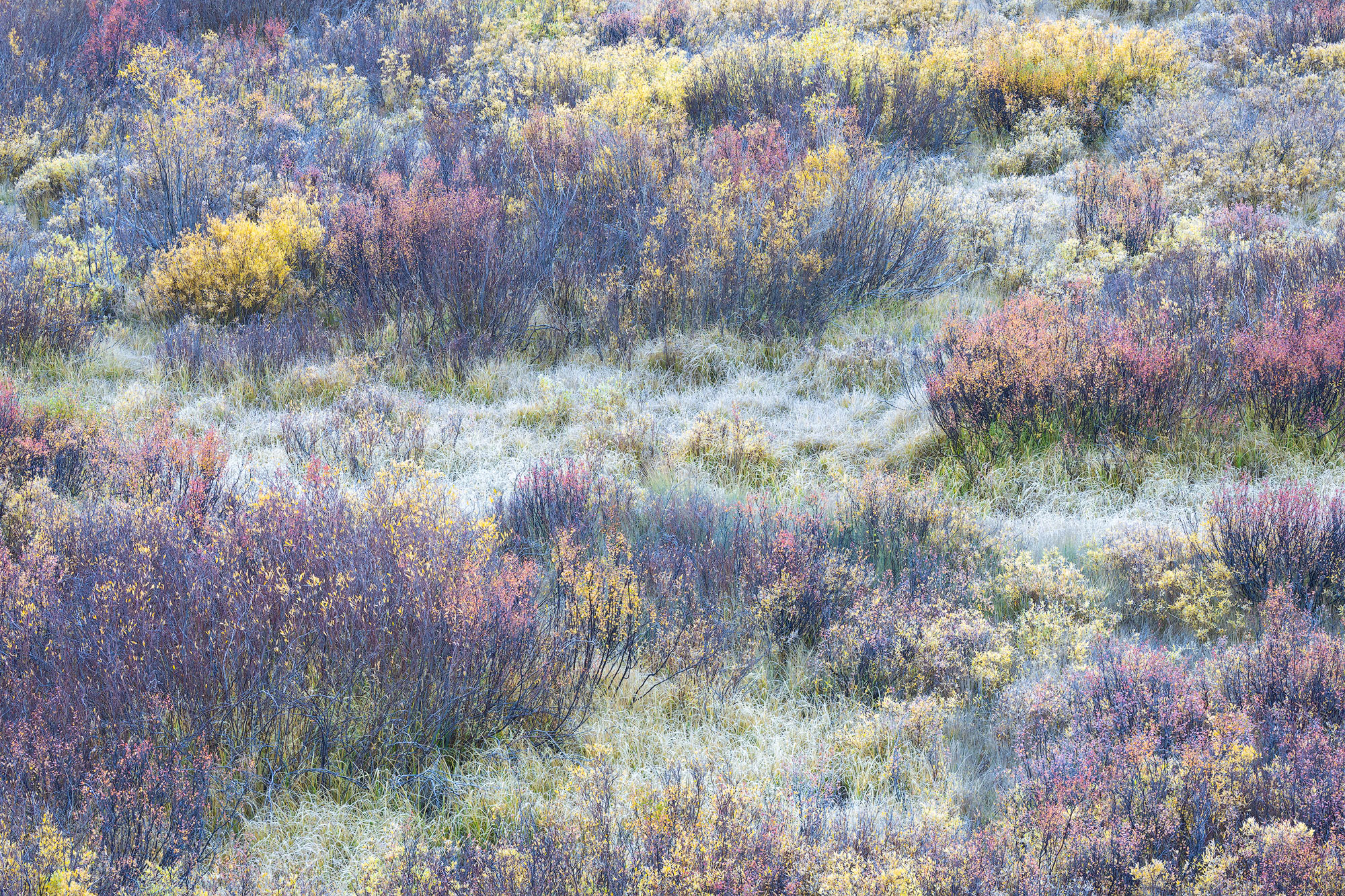 Birches and Grasses in Autumn A subalpine meadow dotted with autumnal dwarf birches and grasses in southwestern Colorado. REASON FOR REJECTION: I processed...