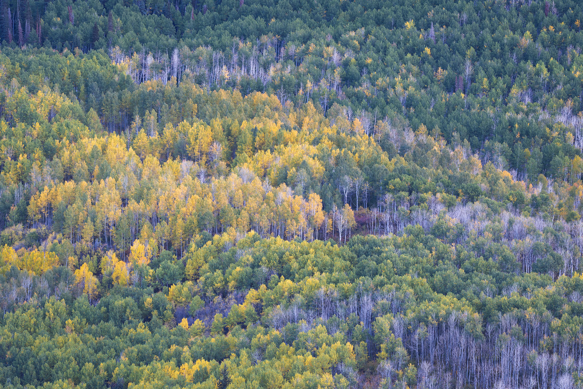Fading Forest The bare aspens here have died, with their bare skeletons still standing, among a forest of living trees. REASON FOR REJECTION...